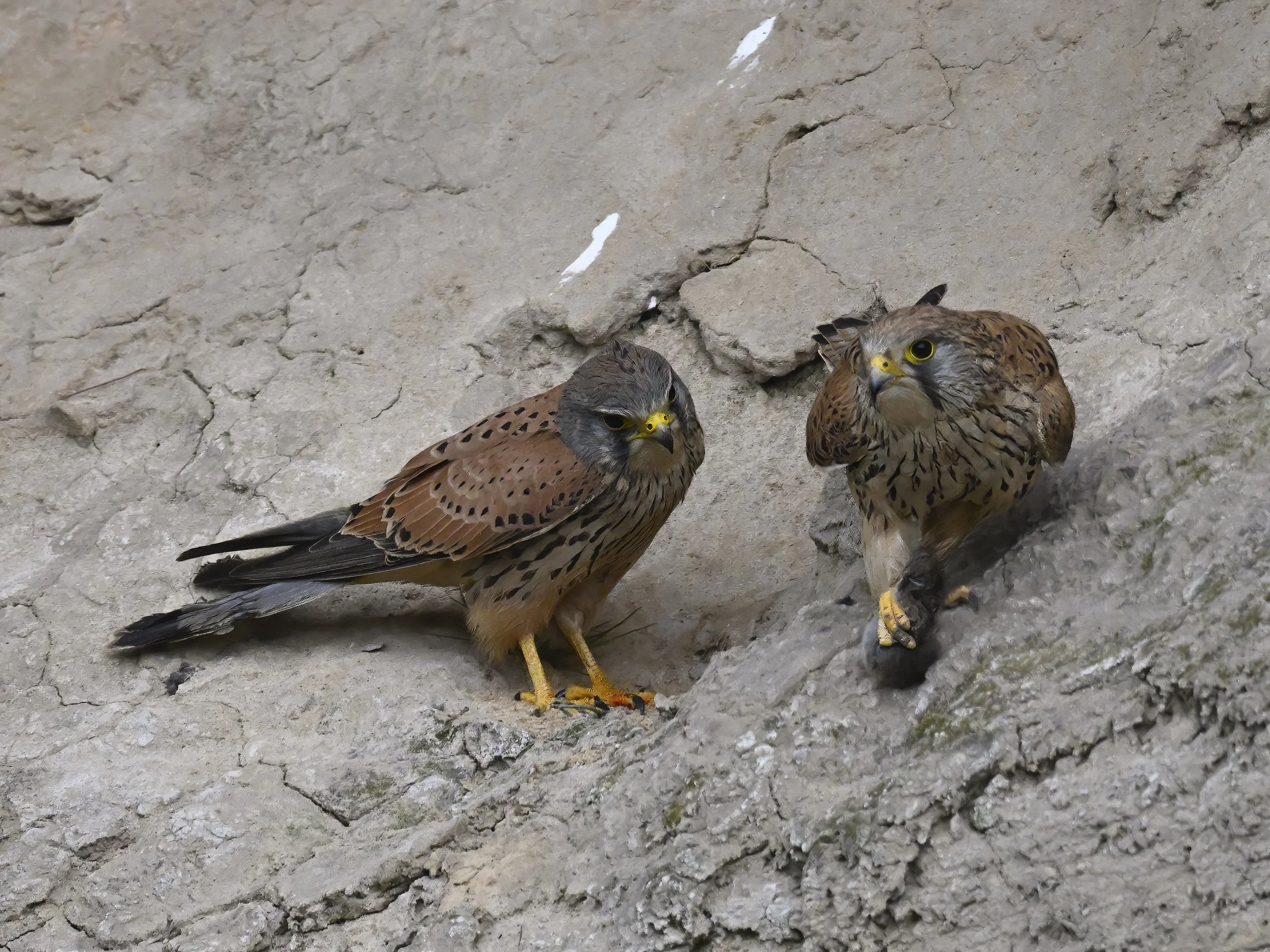 Birds of prey eating