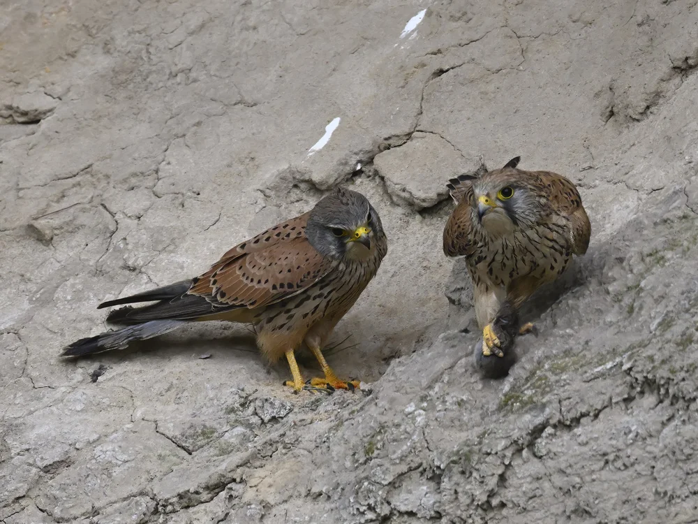 Eurasian Kestrel — Female Decides Who Eats First
