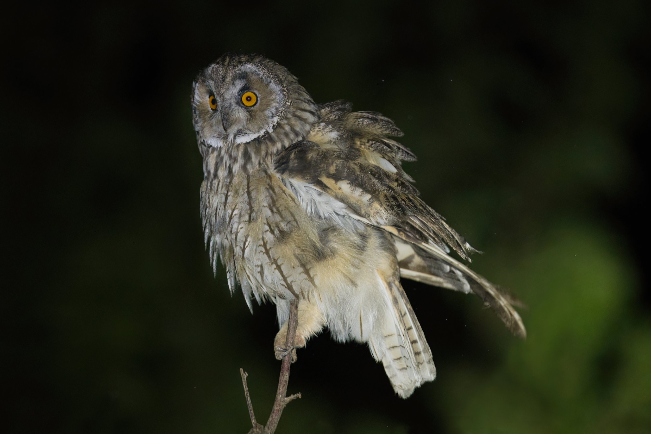 Long-eared Owl (Asio otus) Photos