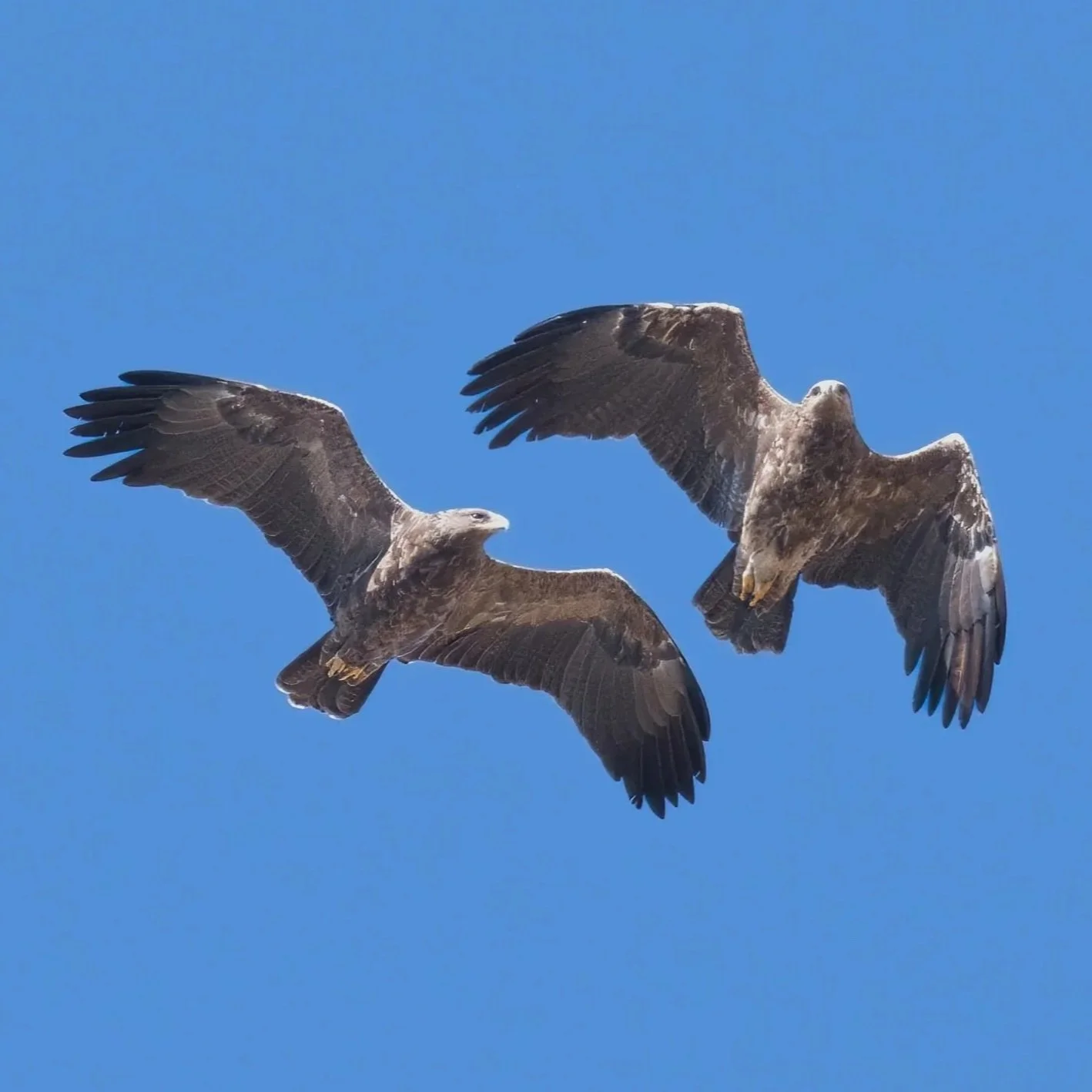 Lesser Spotted Eagle (Clanga pomarina)