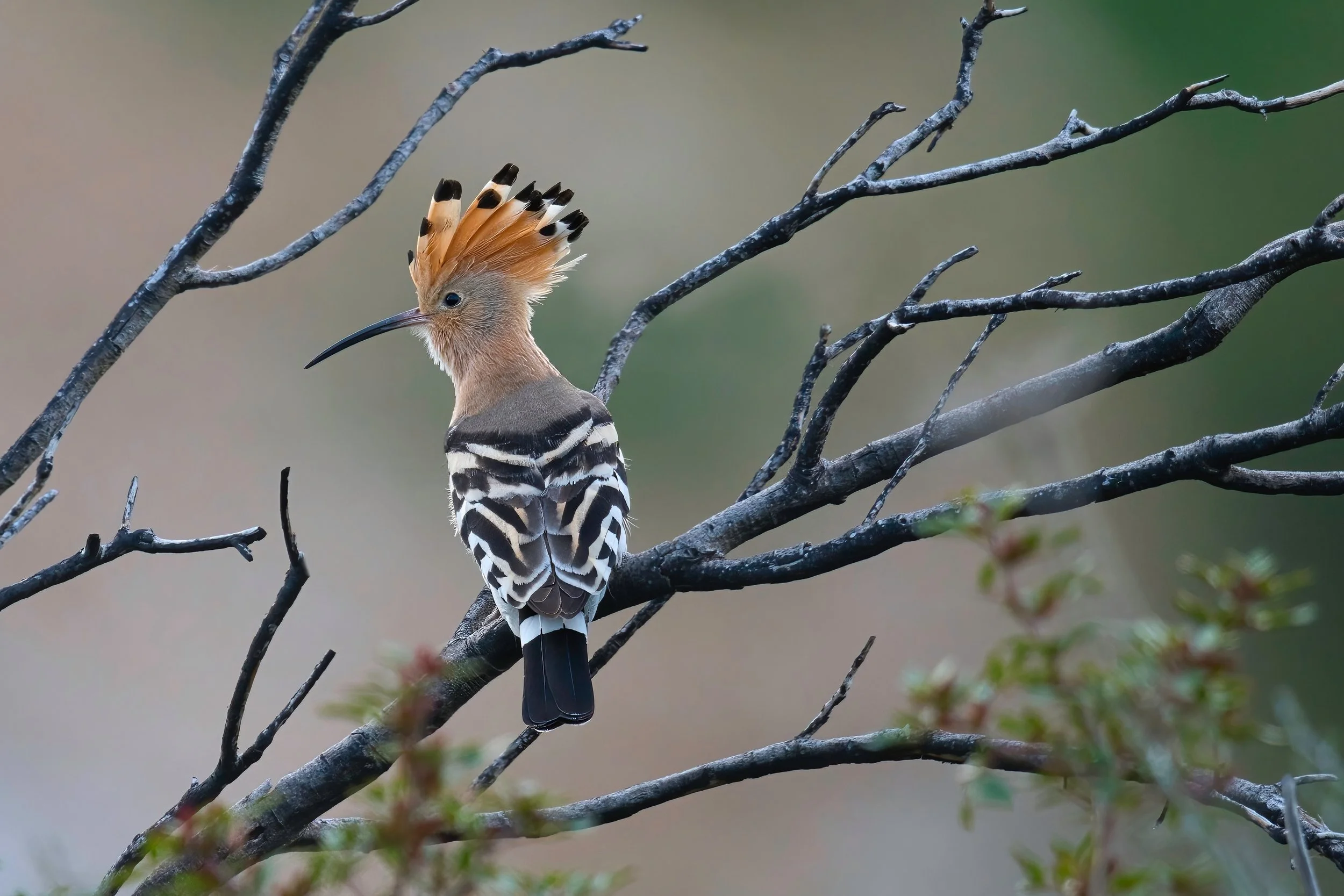 Eurasian Hoopoe, Lebanon Batroun 18-Mar