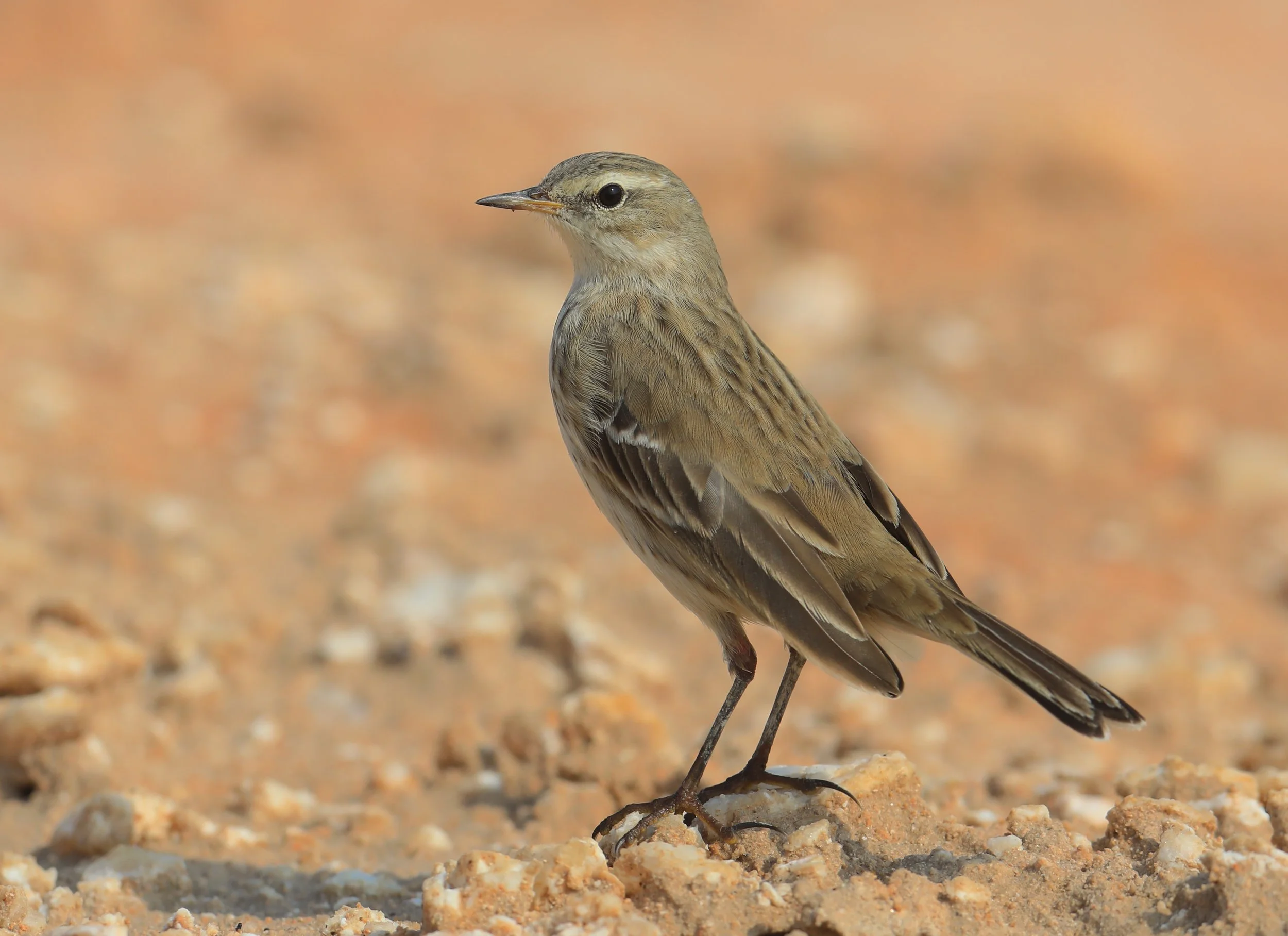 Photo Credit: Paul Kinnock