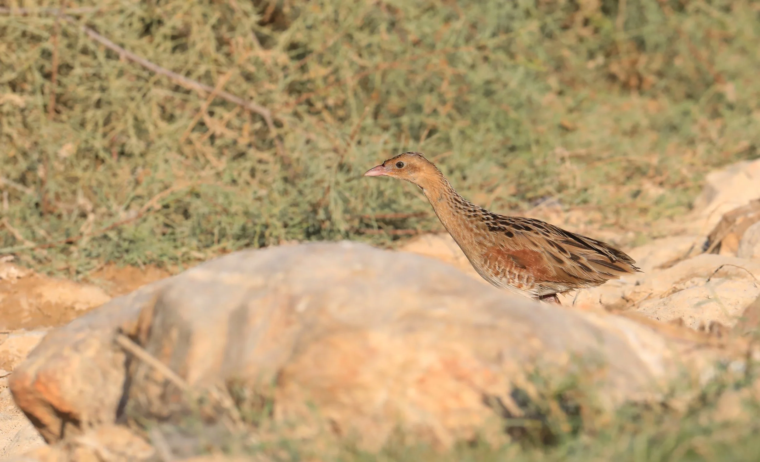 Photo Credit: Paul Kinnock