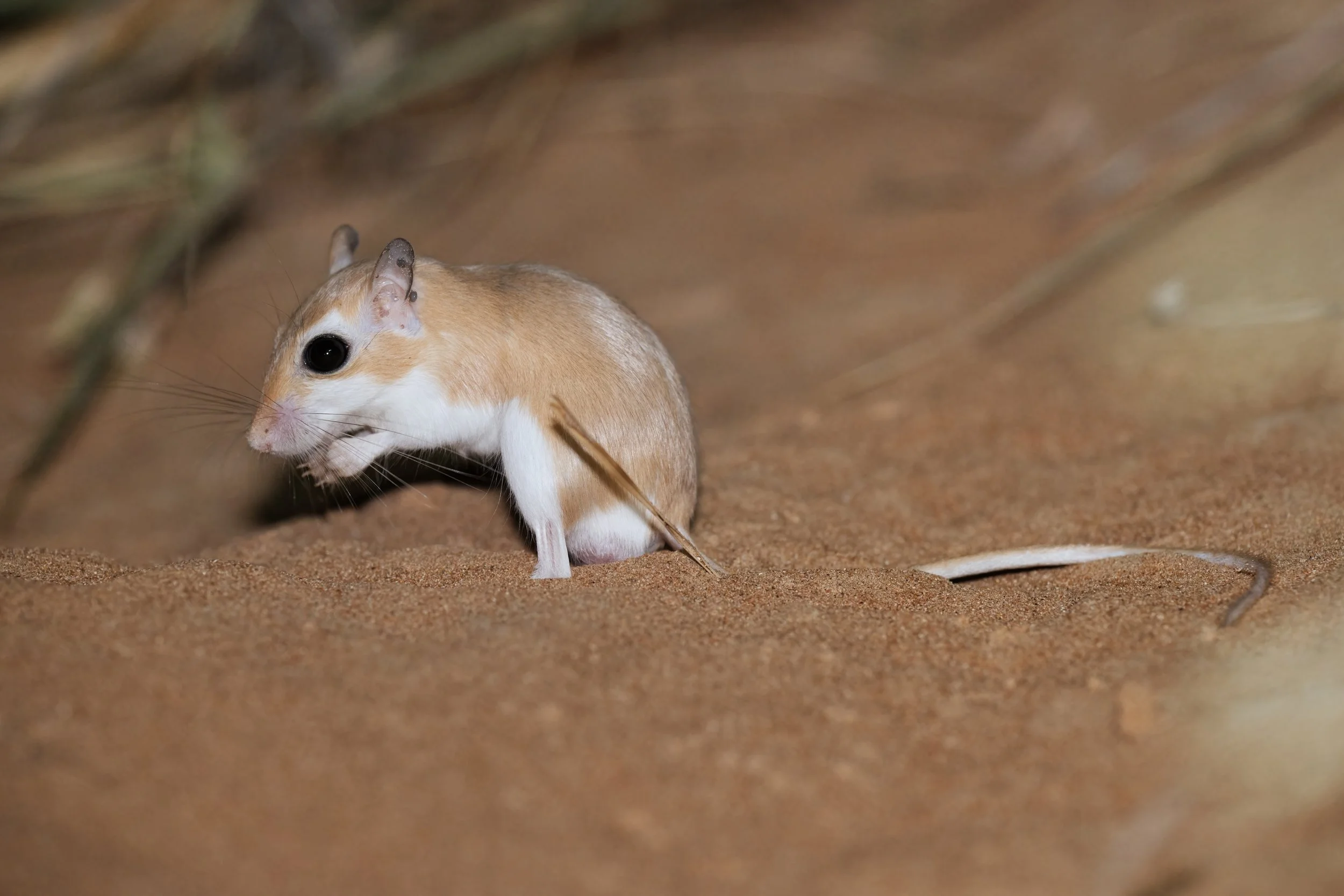 A small rodent with white and tan fur, large black eyes, and long whiskers, standing on sandy ground among some dry grass and twigs.