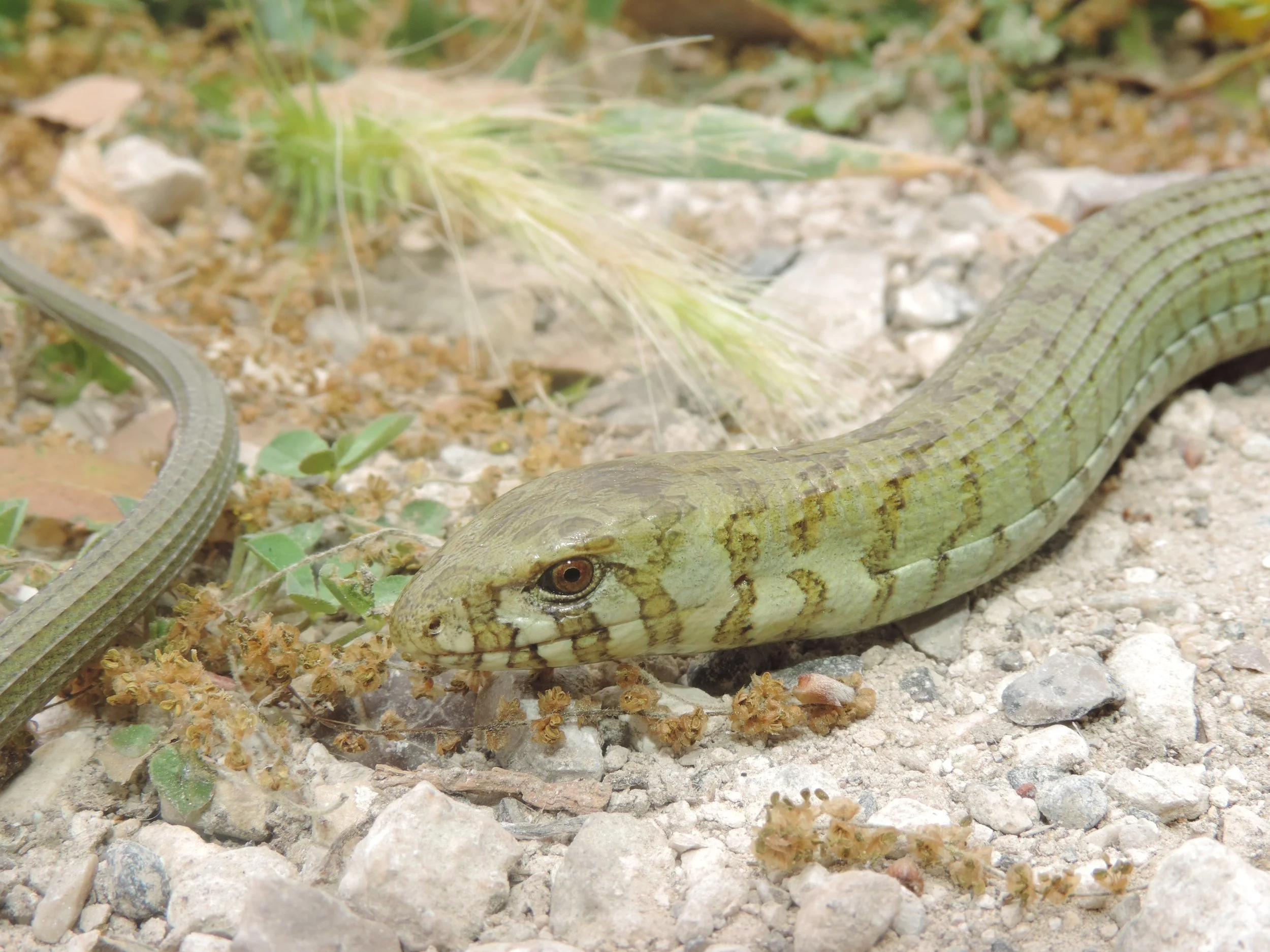 Photo Credit: Rami Khashab