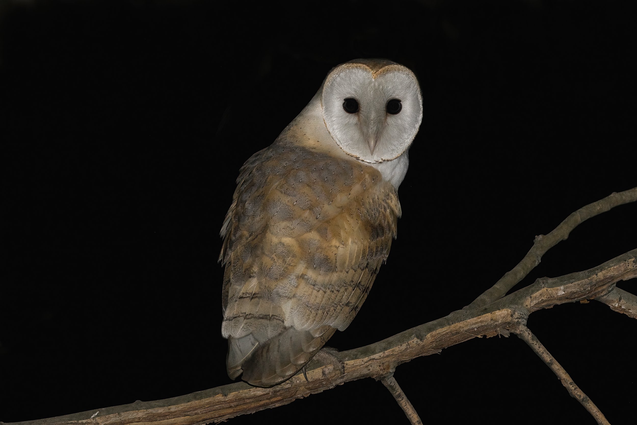 Barn Owl (Tyto alba)