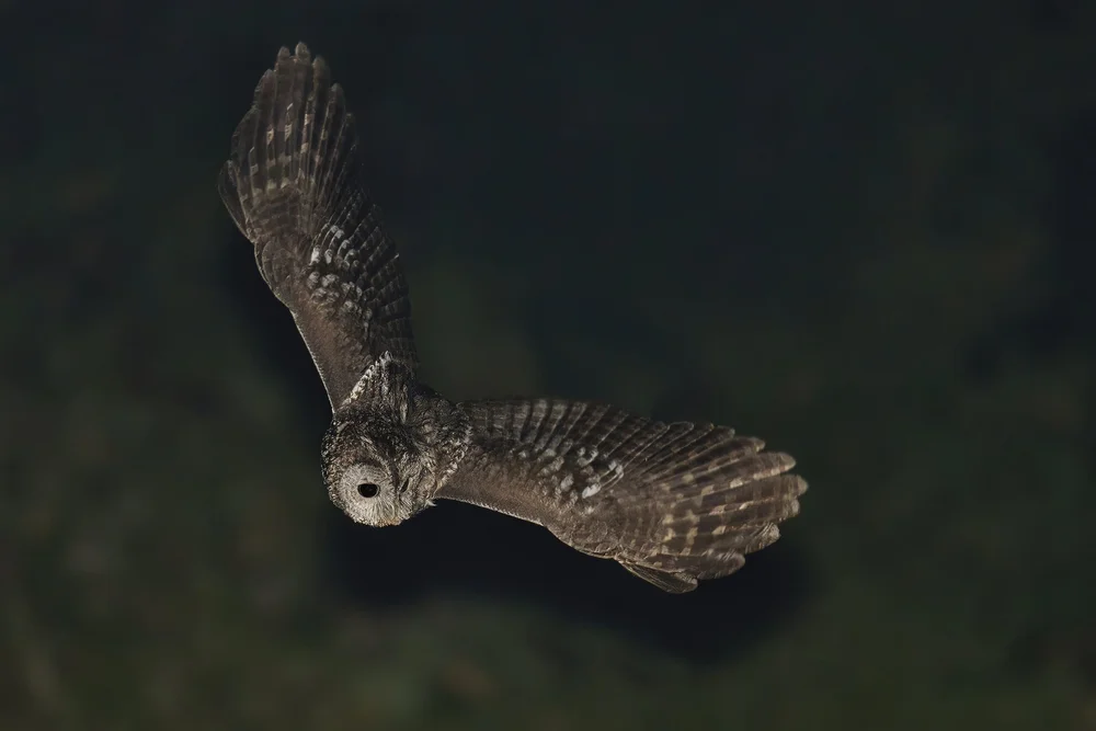 Tawny Owl in flight, Lebanon