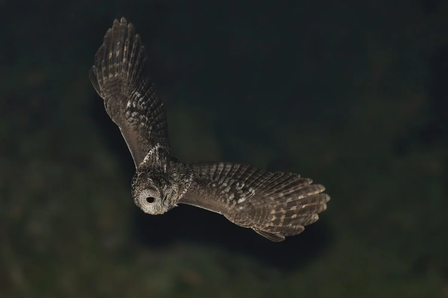 Tawny Owl, Lebanon