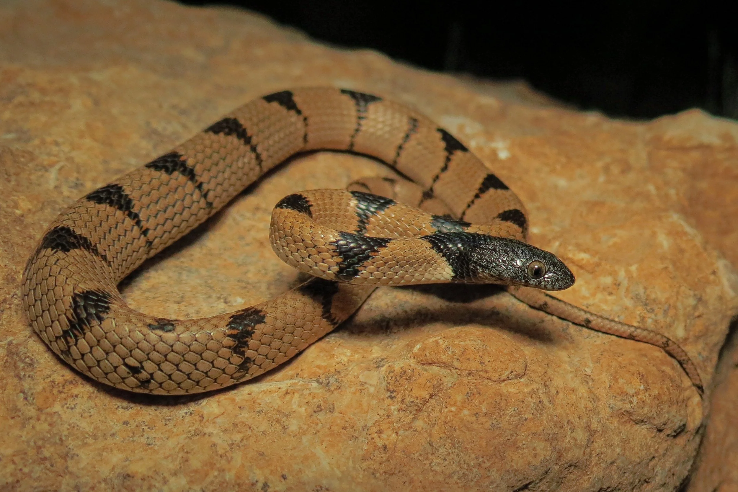 Photo credit : Jad Mershed