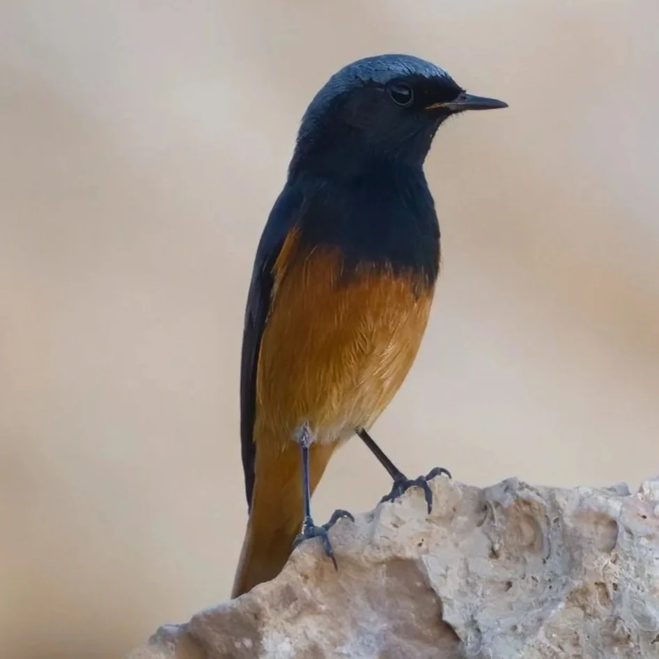 Birds of Eurasia