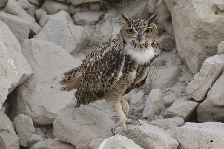 Pharaoh eagle-owl perched on rocks