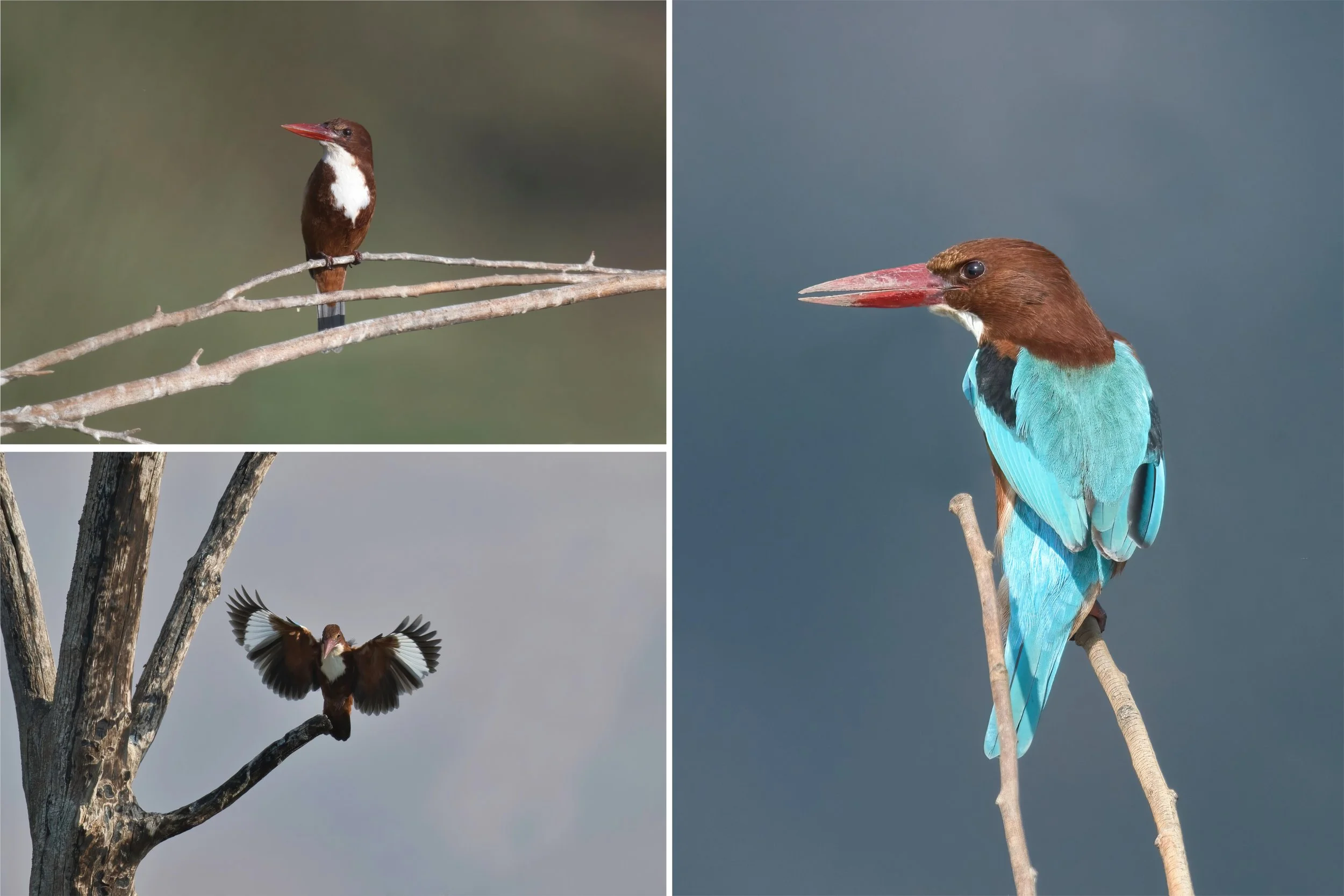 White Throated King Fisher_003.JPG