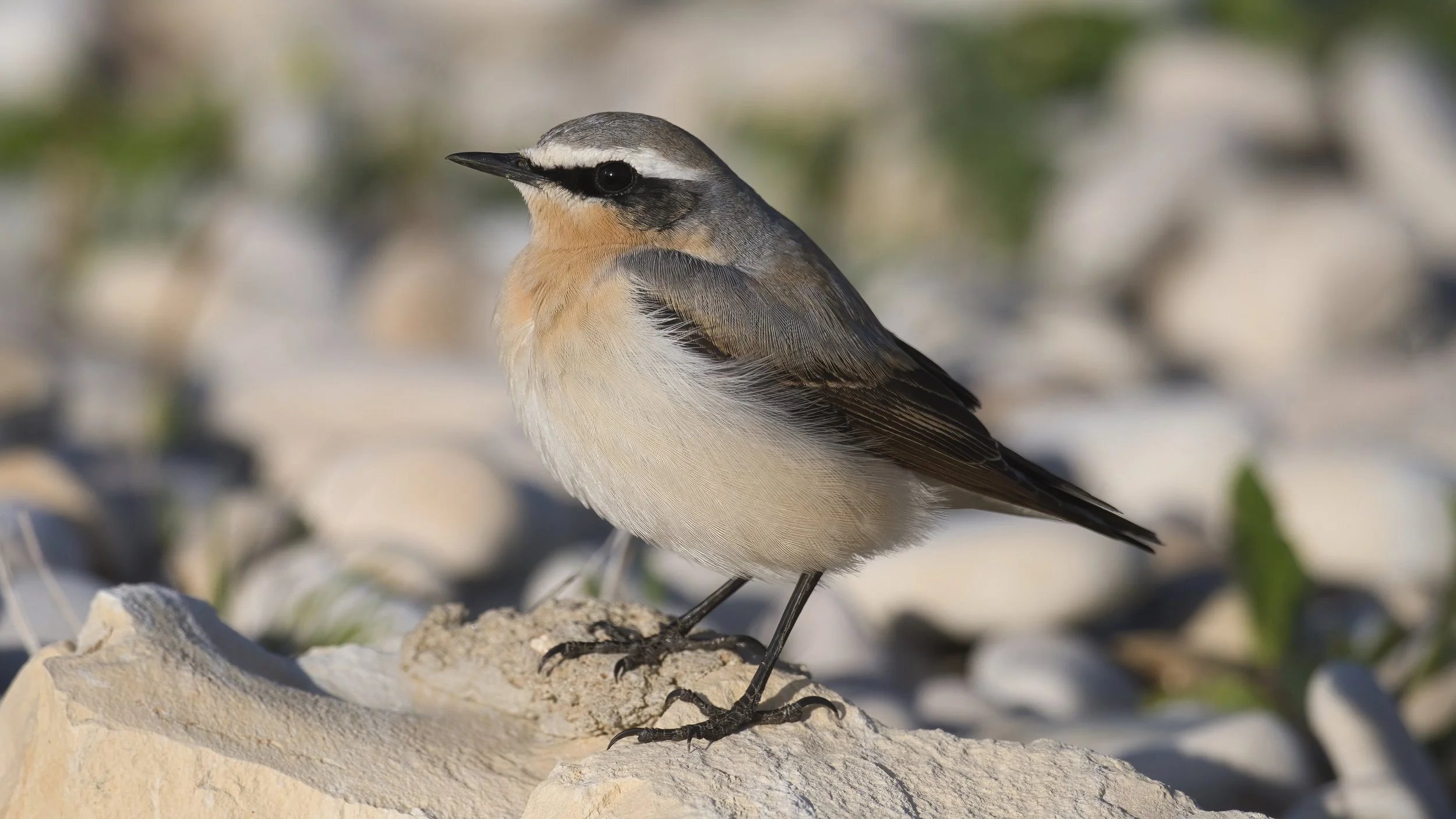 Northern Wheatear (Oenanthe oenanthe)