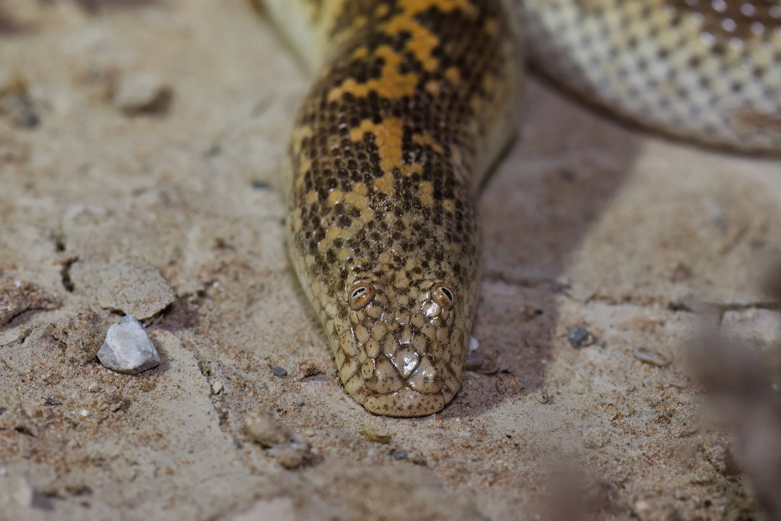Arabian Sand Boa_Z090750.jpeg