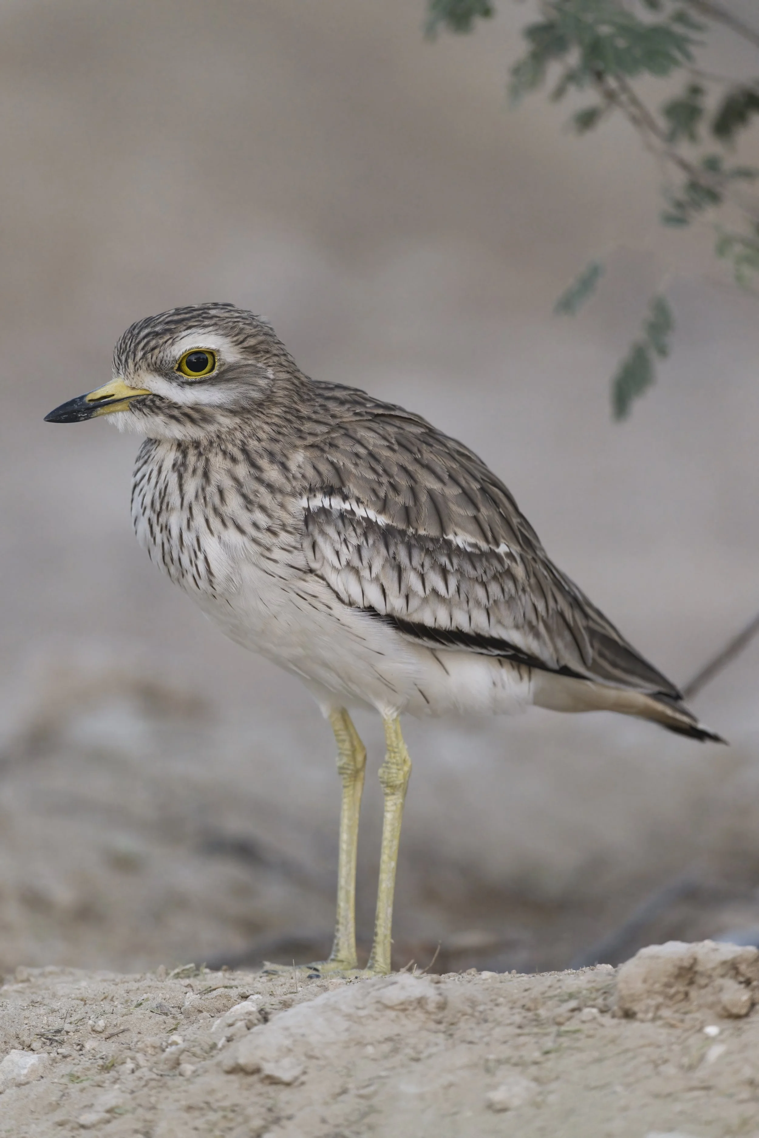 Eurasian Thick-knee (Burhinus oedicnemus)