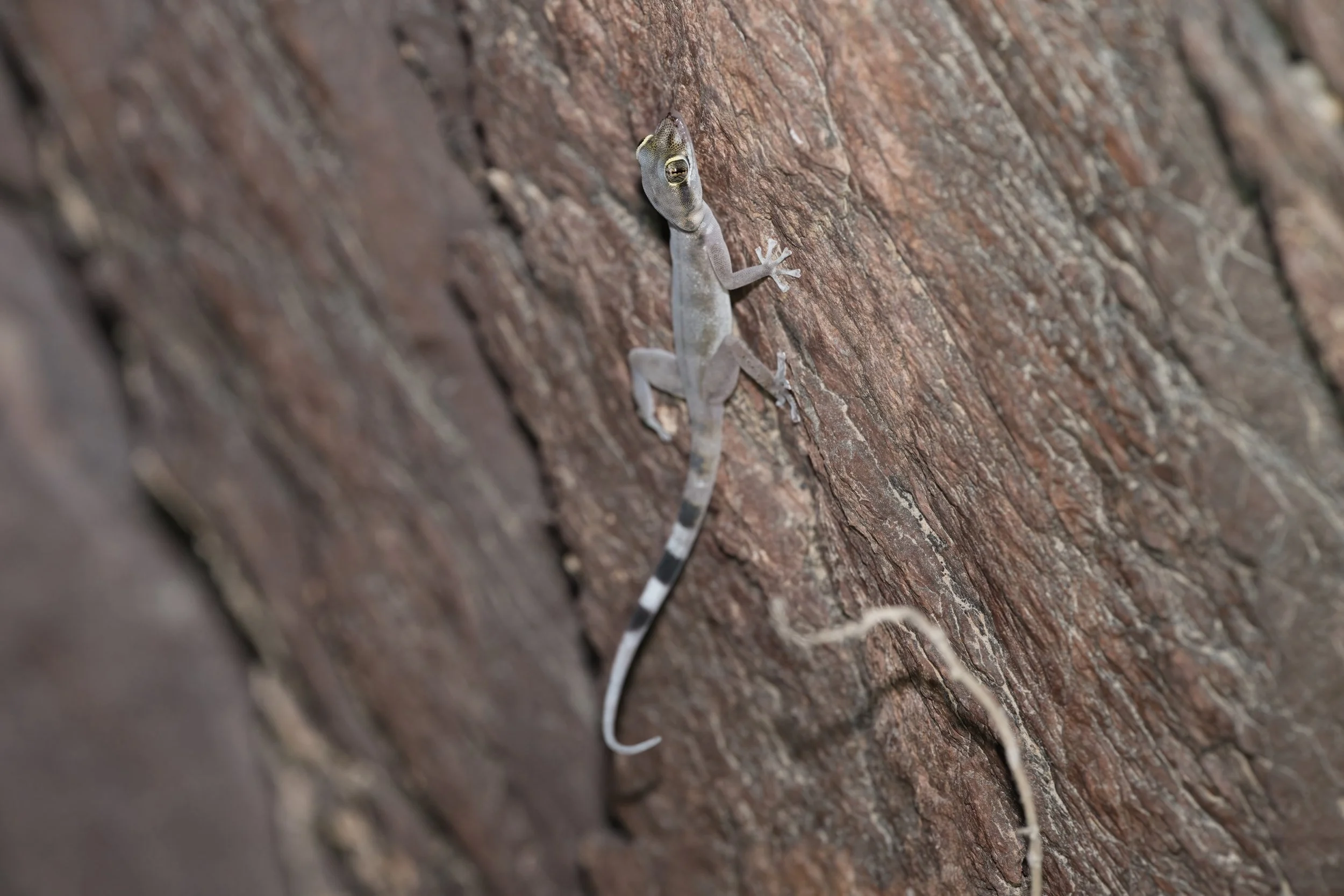 Gallagher’s Leaf-toed Gecko_Z091465.jpeg