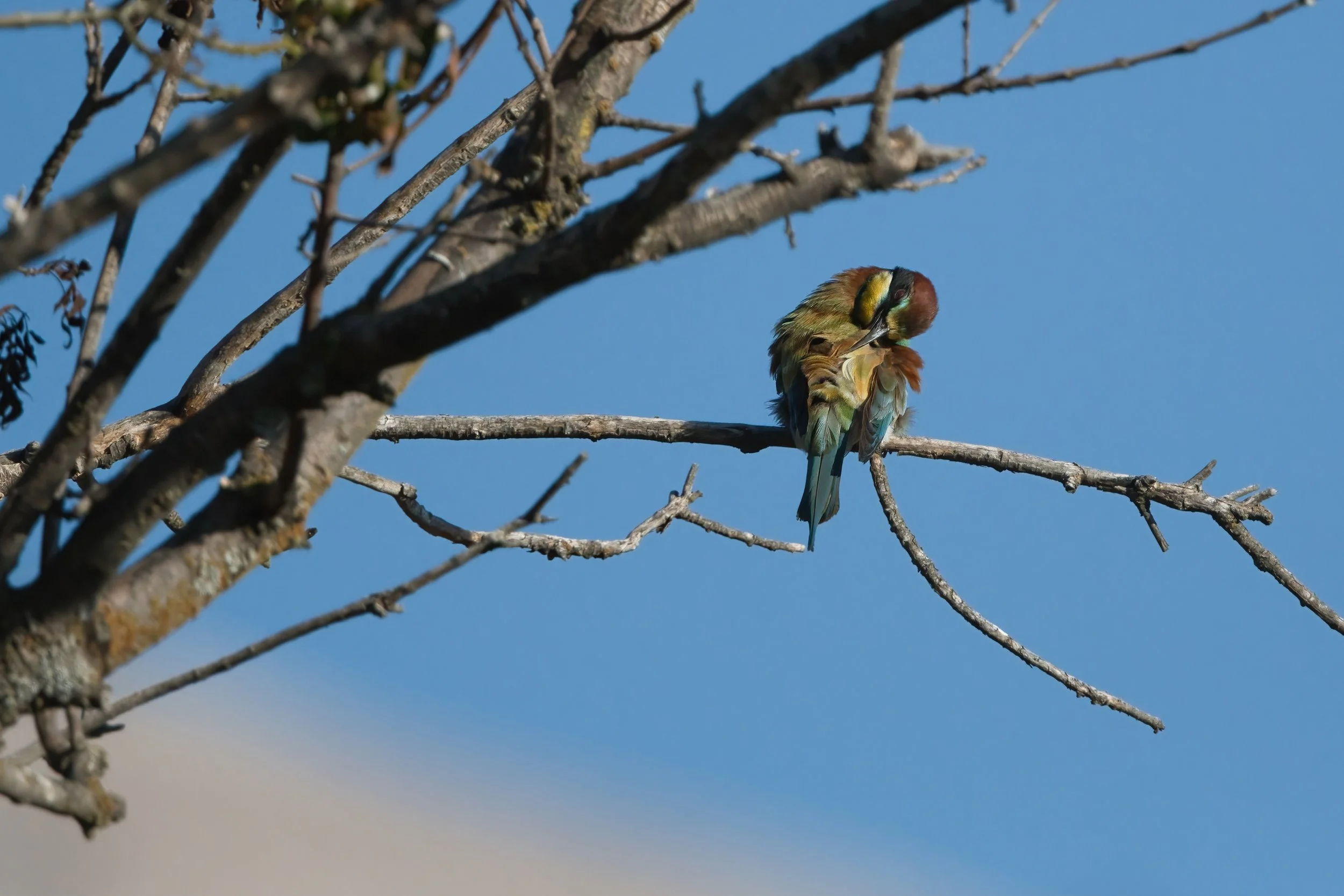European Bee-eater \ Merops apiaster