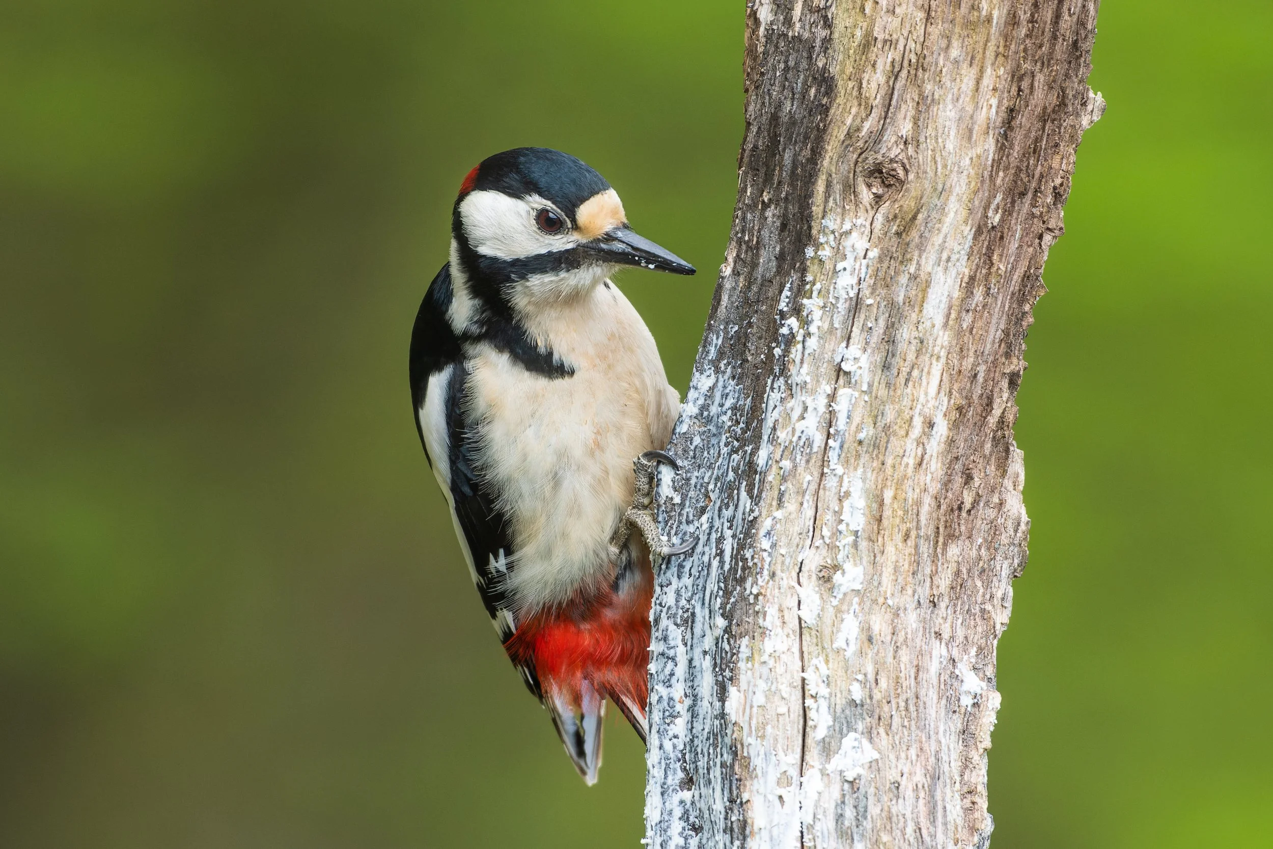 Greater spotted woodpecker - Romania wildlife