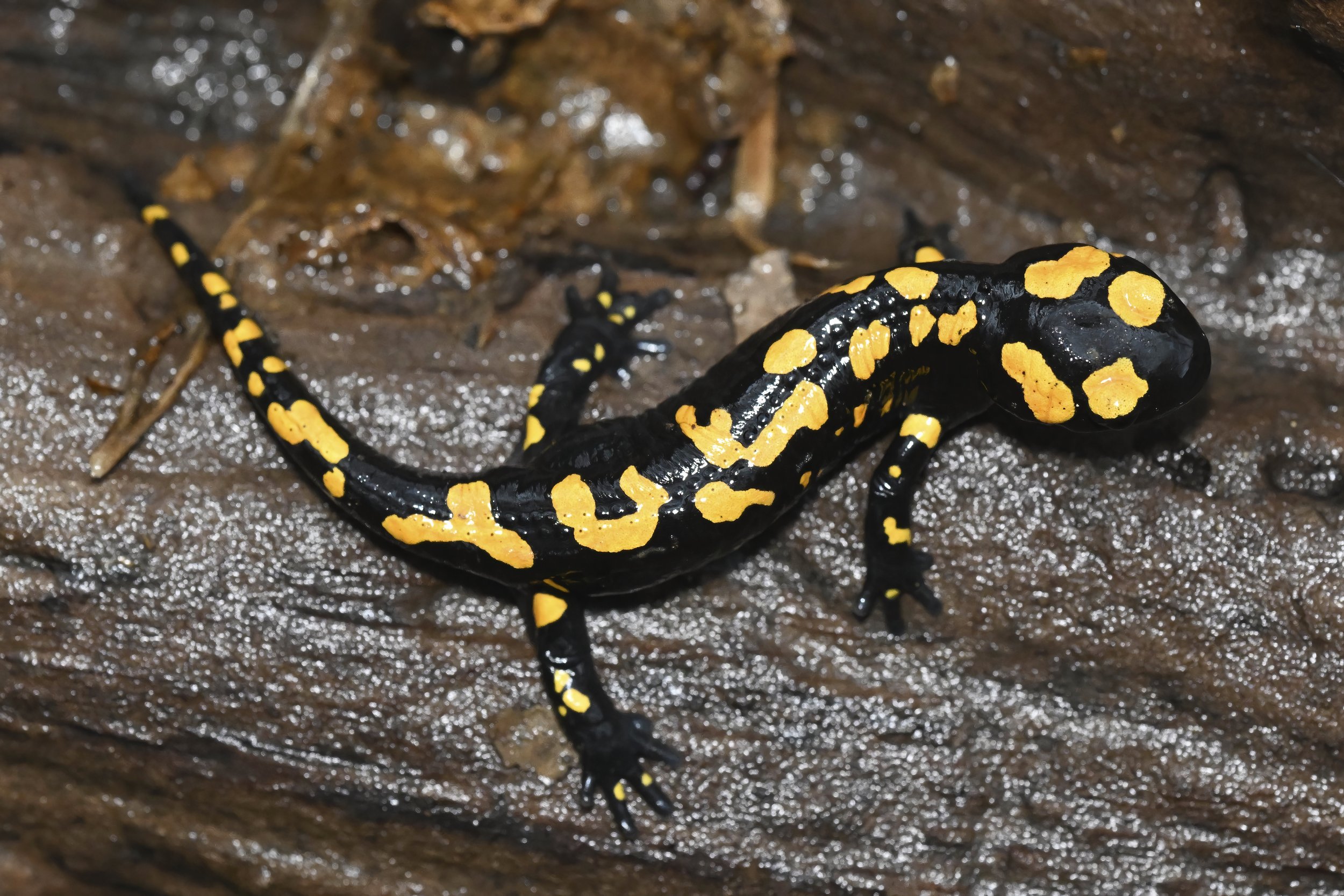 Near Eastern Fire Salamander