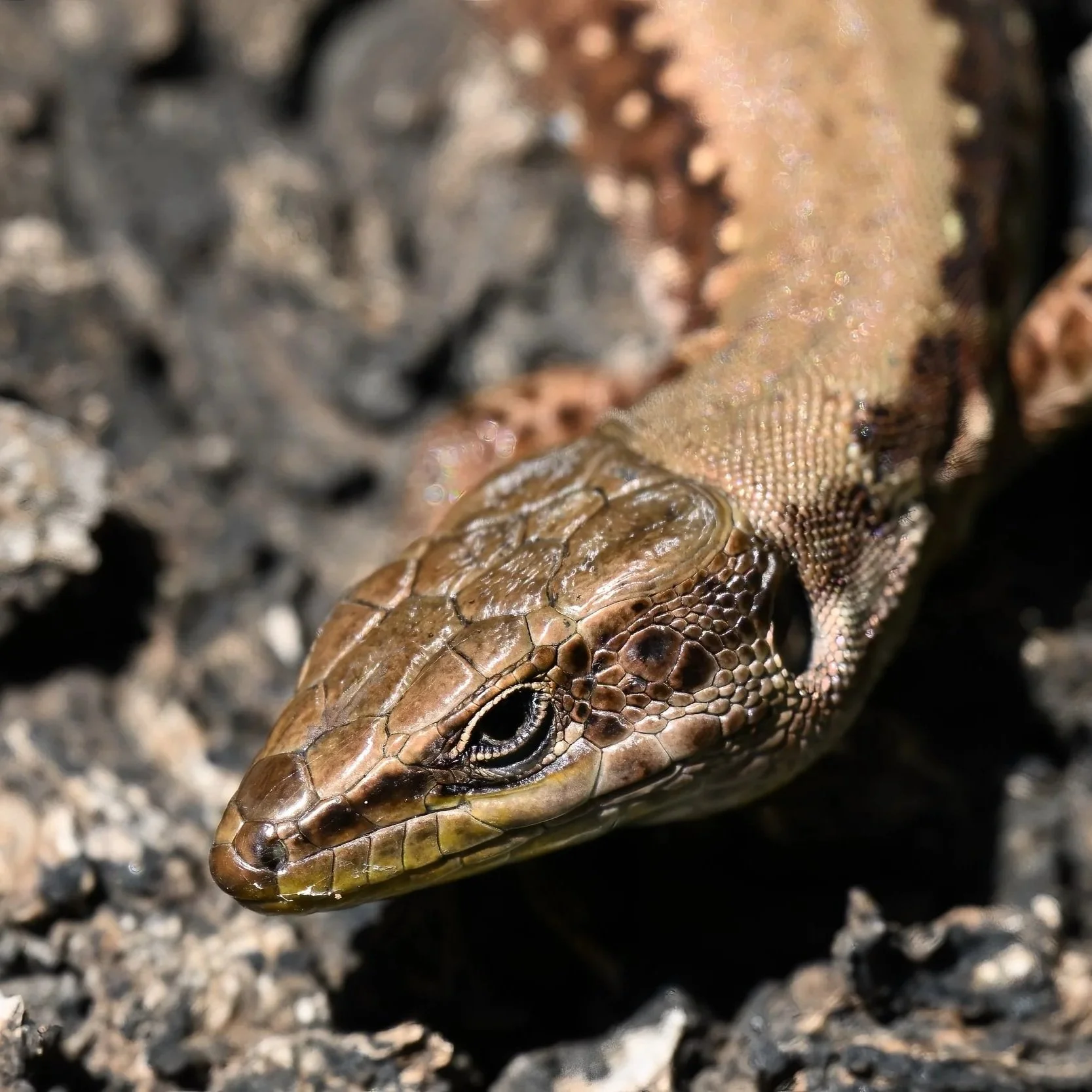 Lebanon Lizard (Phoenicolacerta laevis)