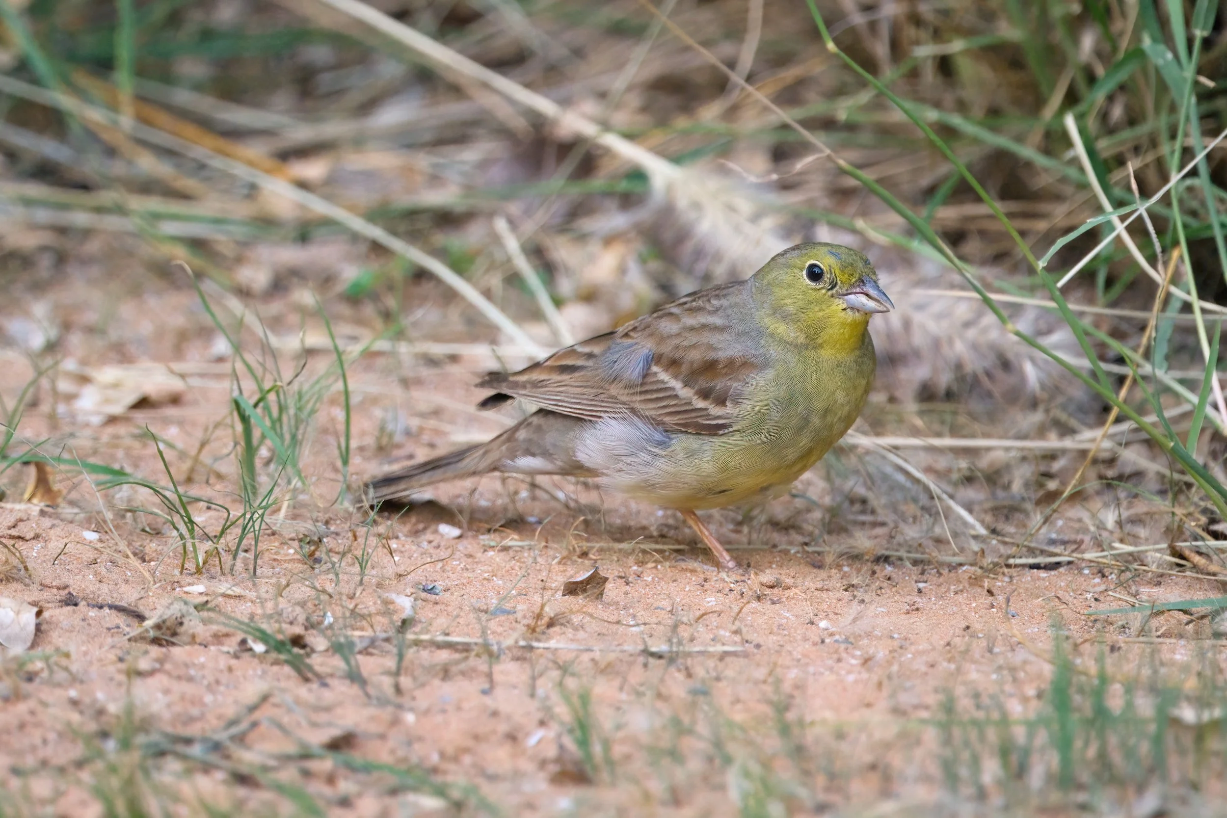 Cinereous Bunting | درسة شامية | Emberiza cineracea