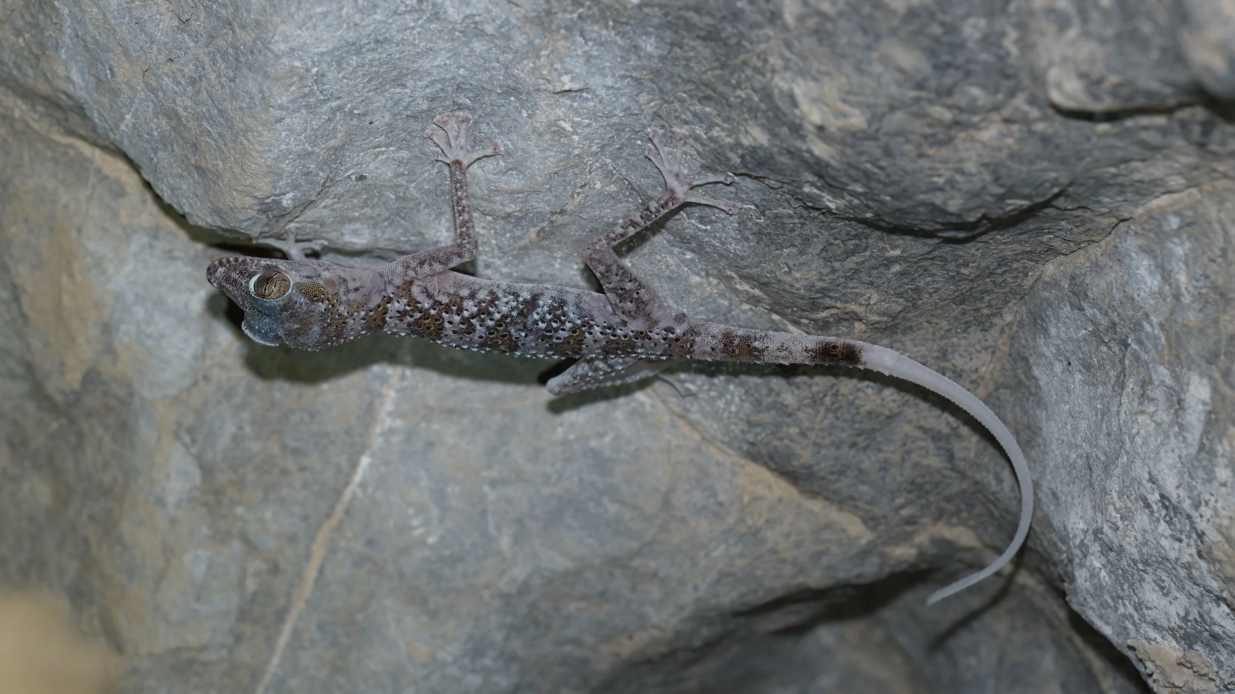 Hajar Mountain range endemic reptiles
