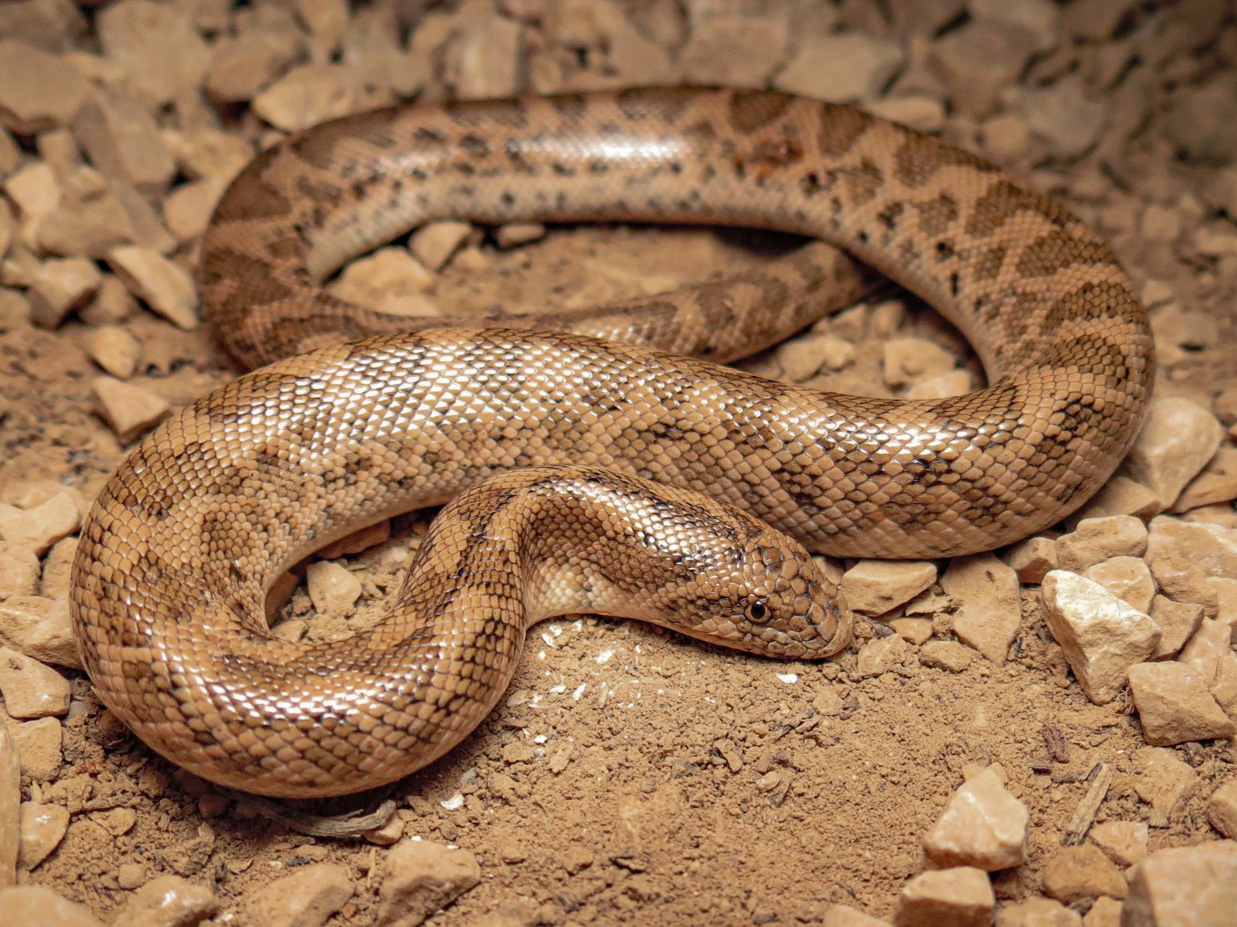 Photo credit : Jad Mershed