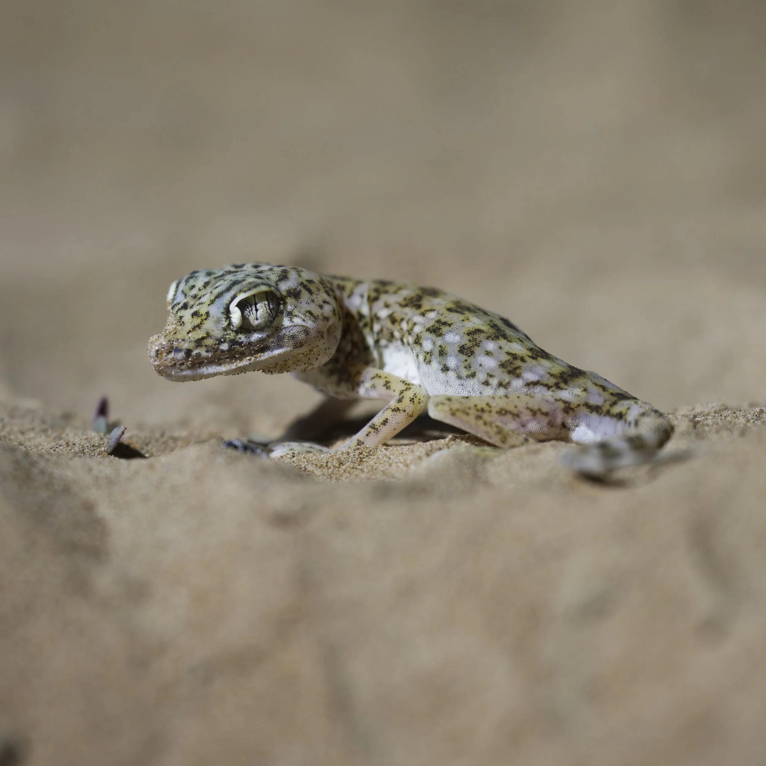 Wildlife Photography UAE