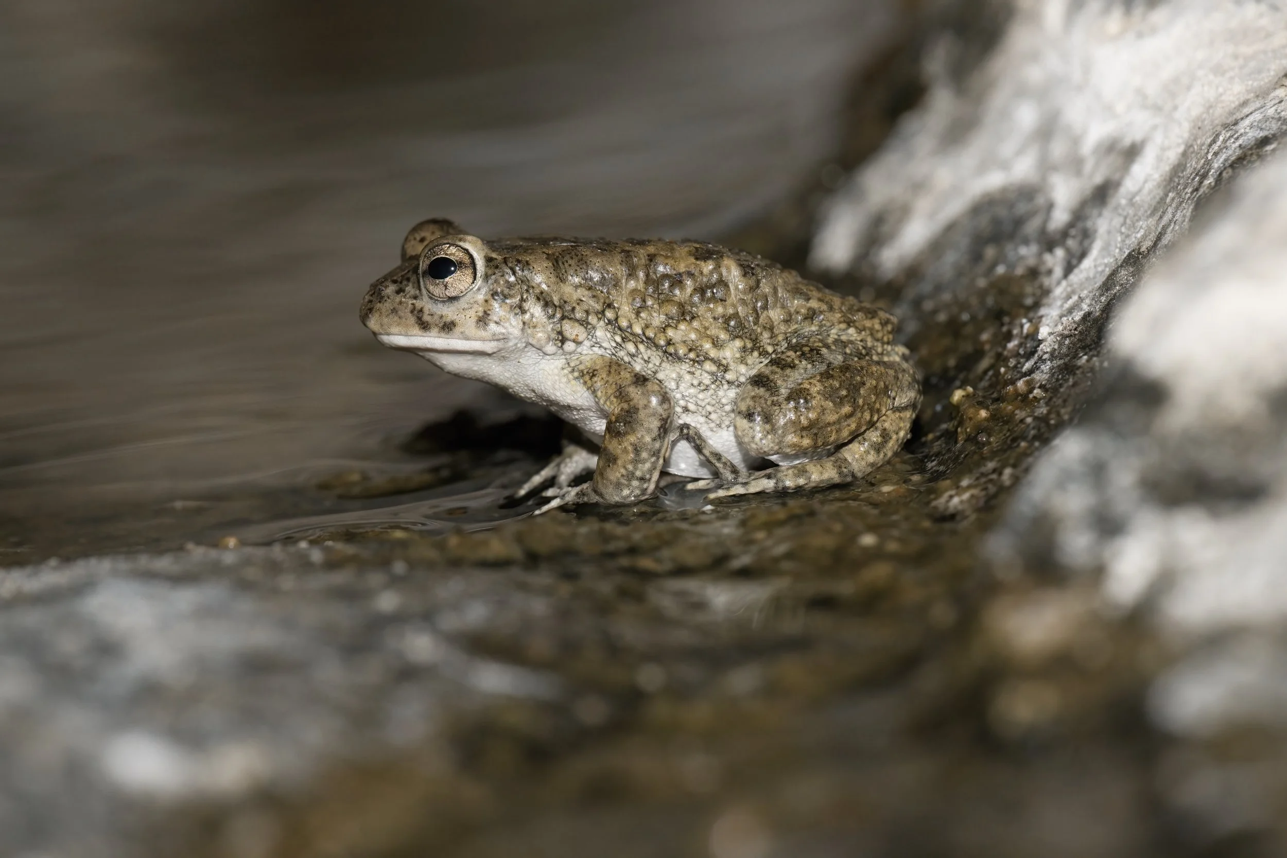 Arabian Toad (Sclerophrys arabica)