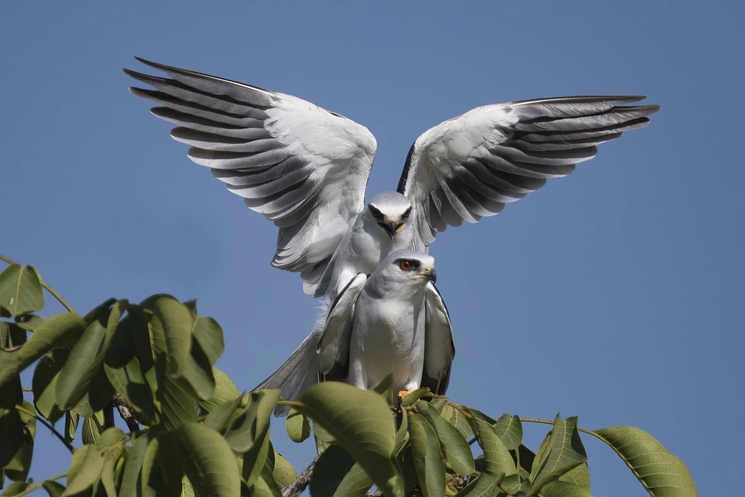 Wildlife Photography Lebanon