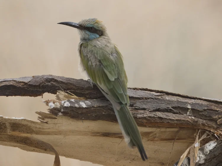 Arabian Green Bee-eater photographed at Al Hamrah Village, Ras Al Khaimah