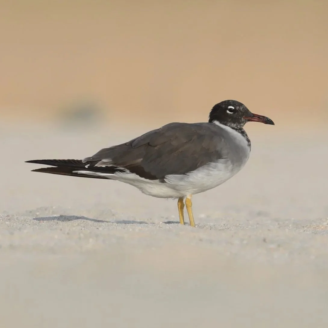White-eyed Gull \ Larus leucophthalmus