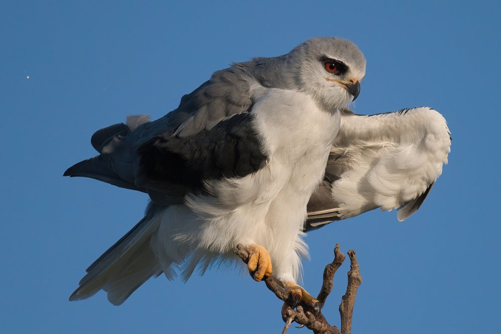 Black-winged Kite (Elanus caeruleus)