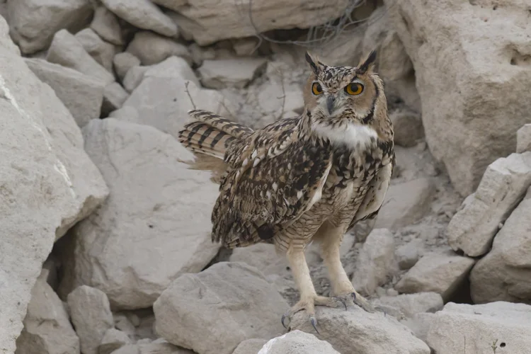 Pharaoh Eagle-owl - United Arab Emirates