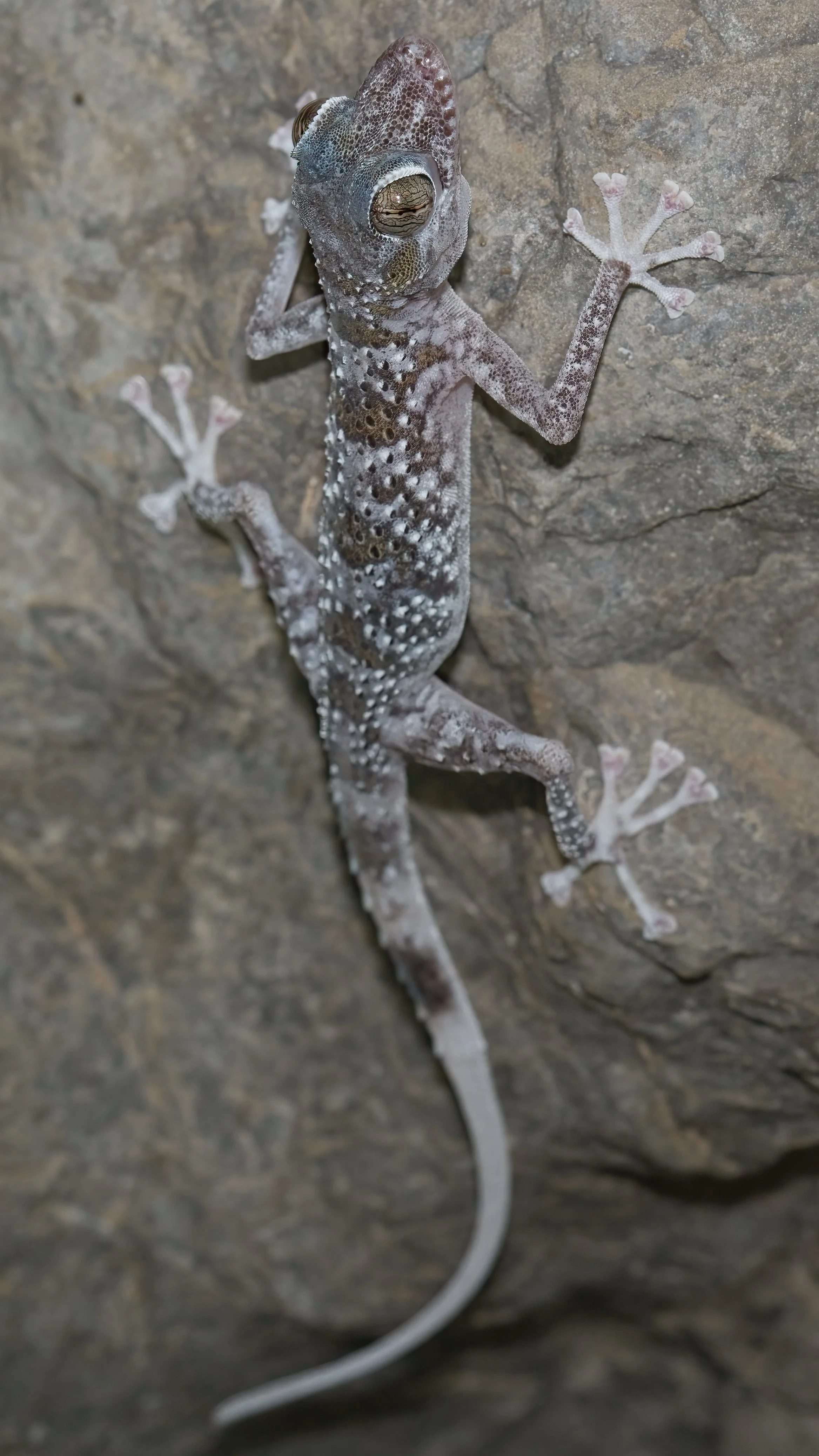 Gardner’s Leaf-toed Gecko \ Asaccus gardneri