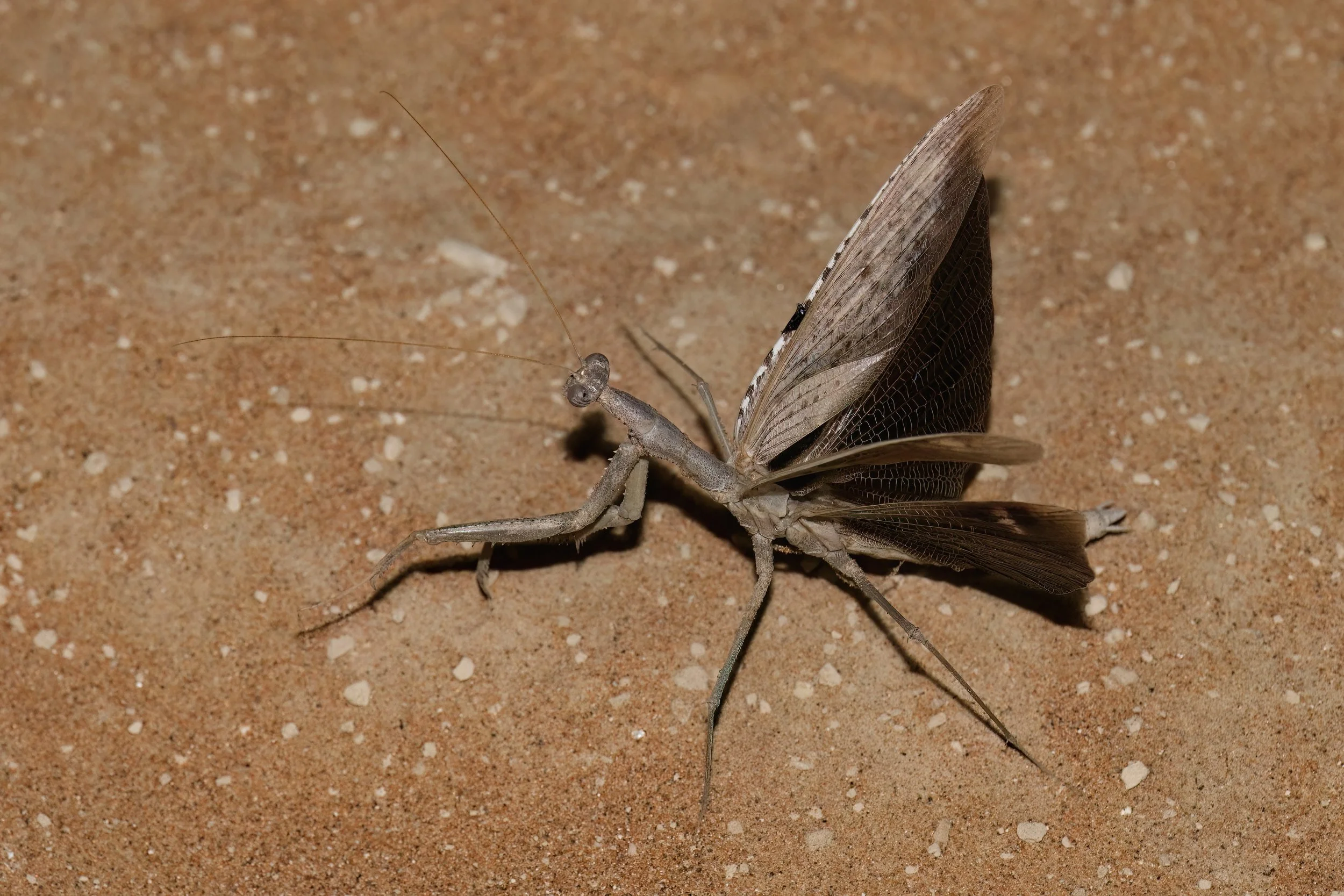 Baetic Ground Mantis_Z091088.jpeg
