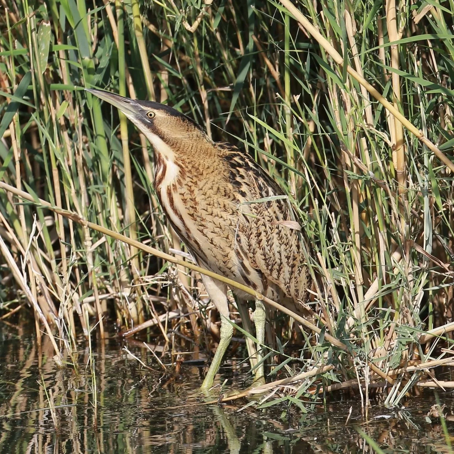 Eurasian Bittern \ Botaurus stellaris