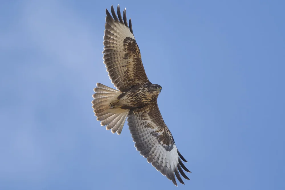 Steppe Buzzard in flight, Lebanon
