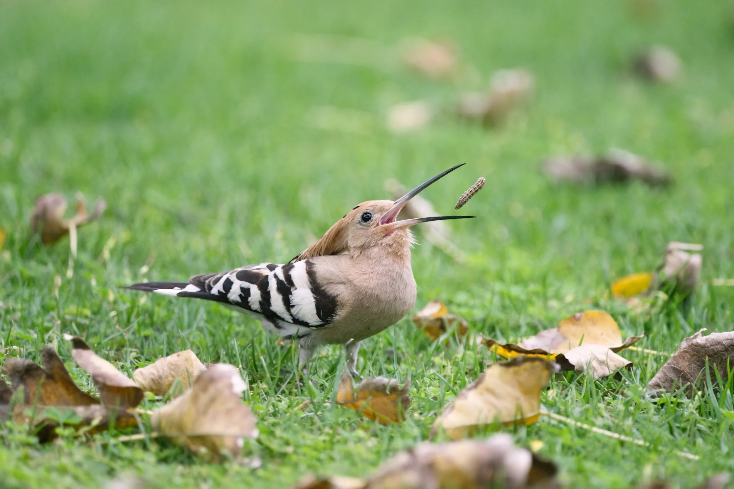Eurasian Hoopoe (هدهد أوراسي)
