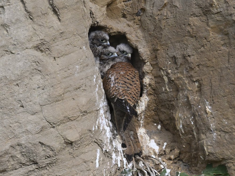Eurasian Kestrel — best of the story