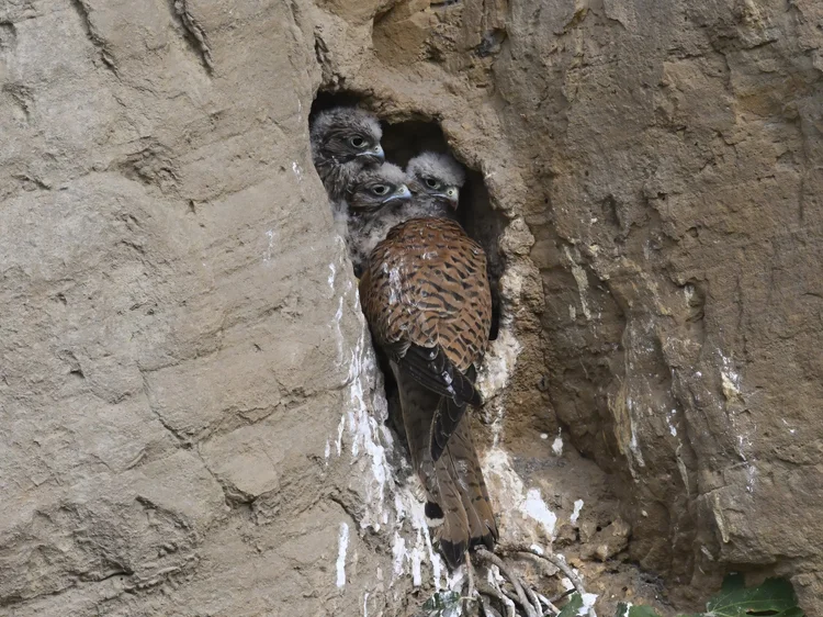 A Eurasian Kestrel in flight