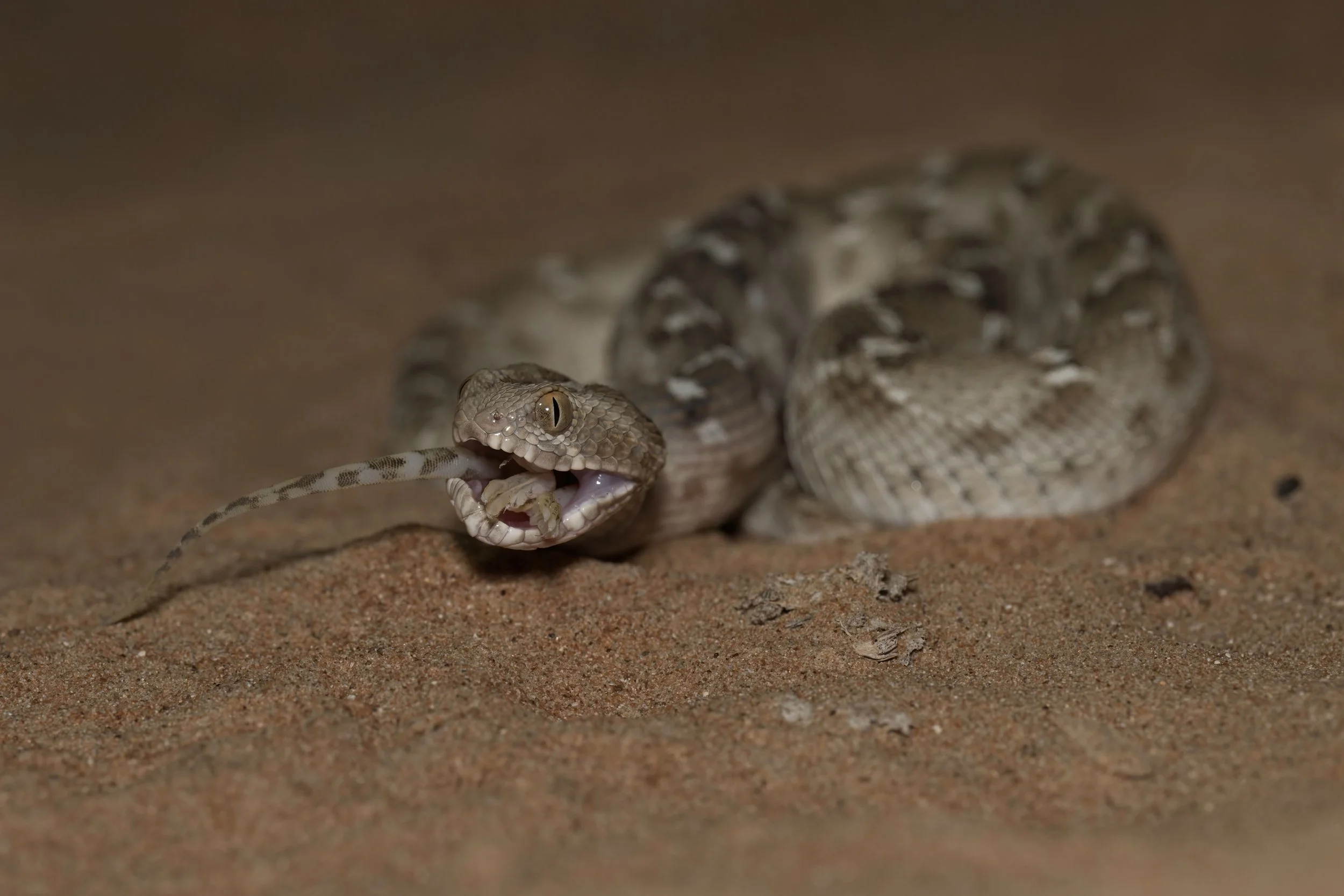 A desert scene with a snake biting a lizard.