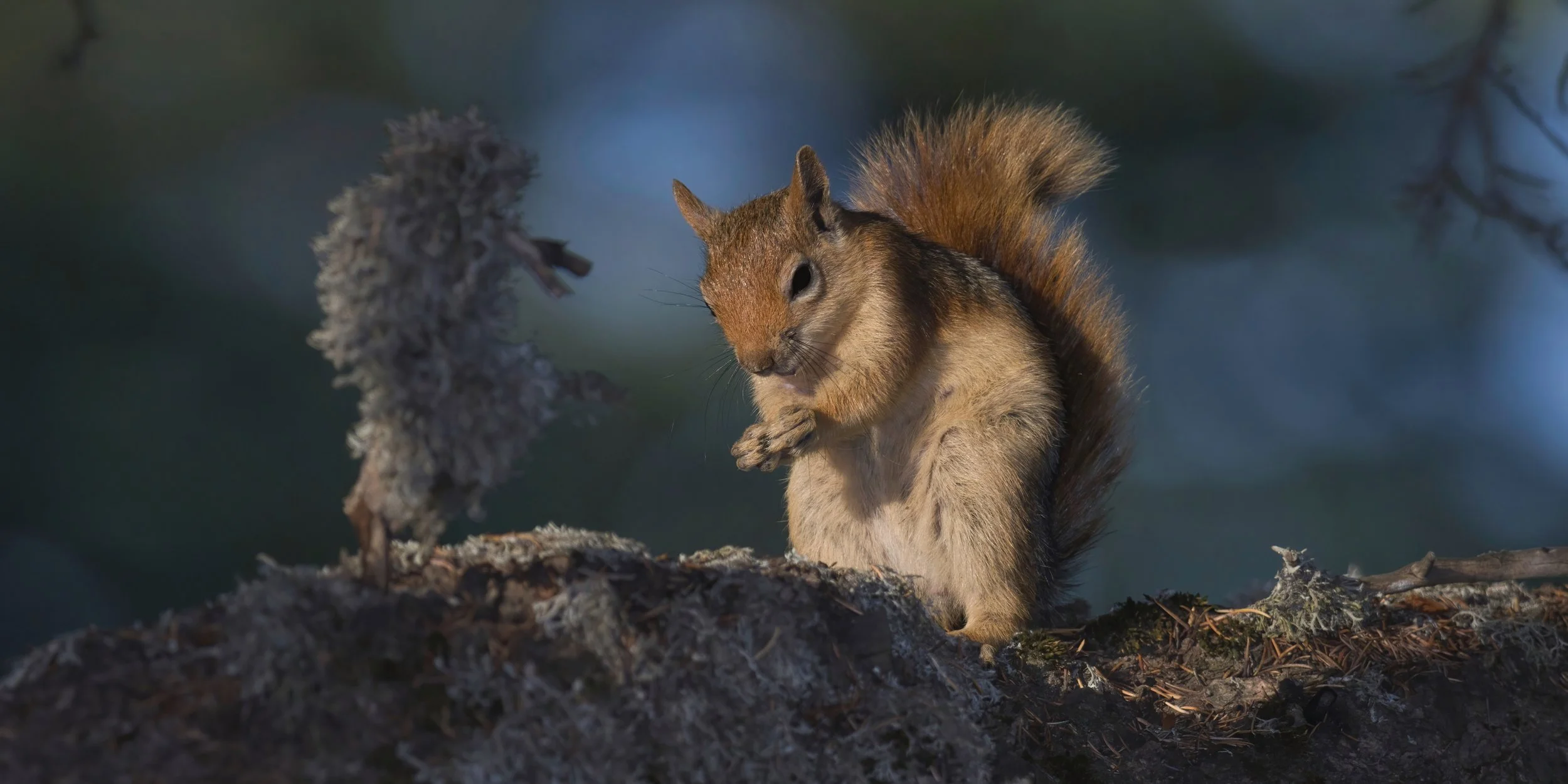 Persian Squirrel