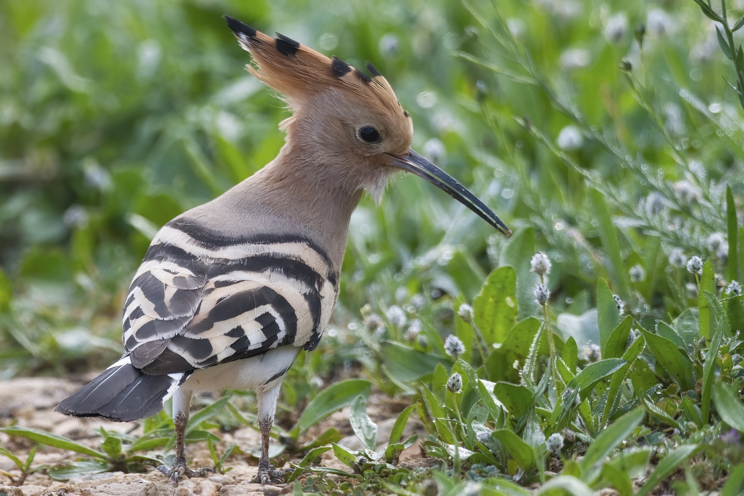 Lebanon Birds