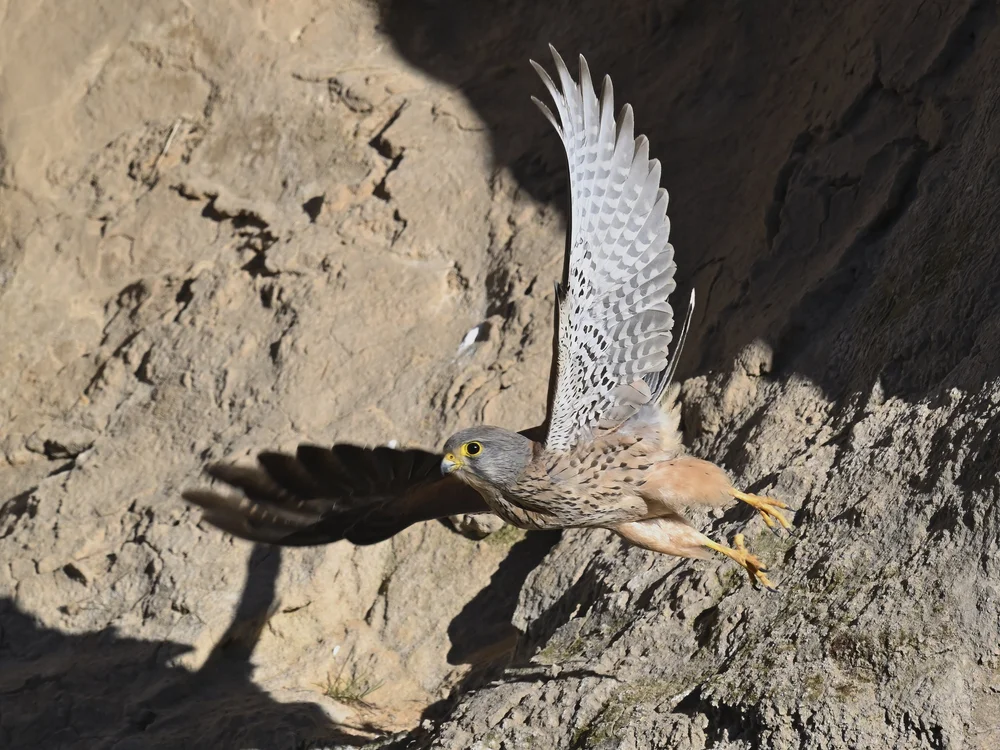 Eurasian Kestrel — Eurasian Kestrel Its Time to Get Some Food