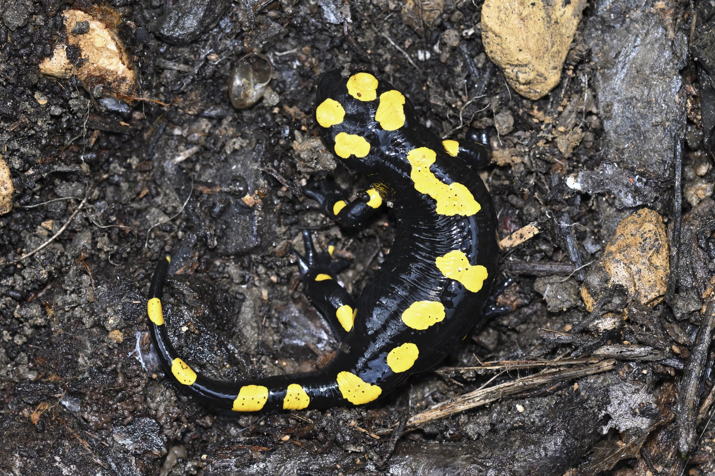 Near Eastern Fire Salamander (Salamandra infraimmaculata) Lebanon