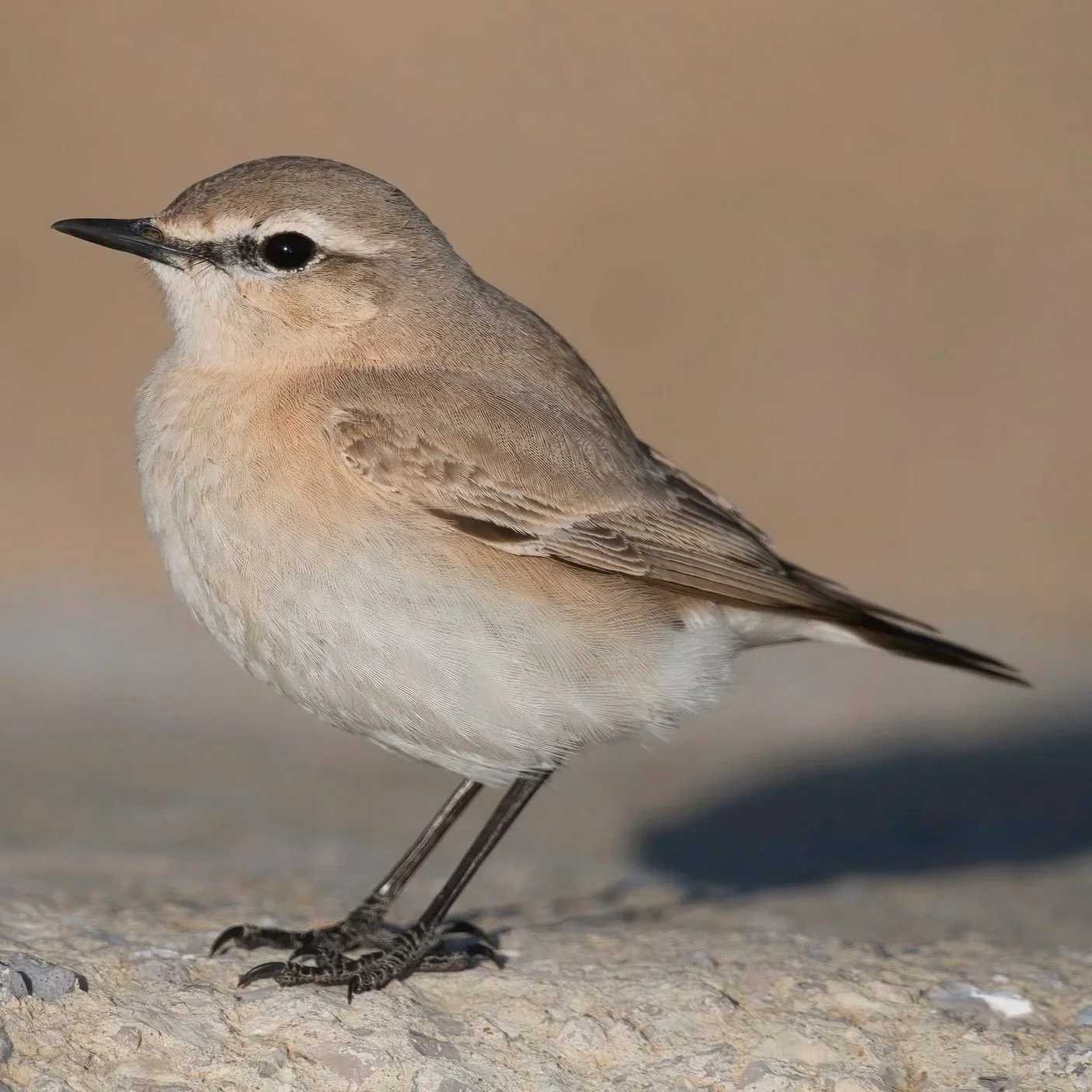 Birds of Eurasia
