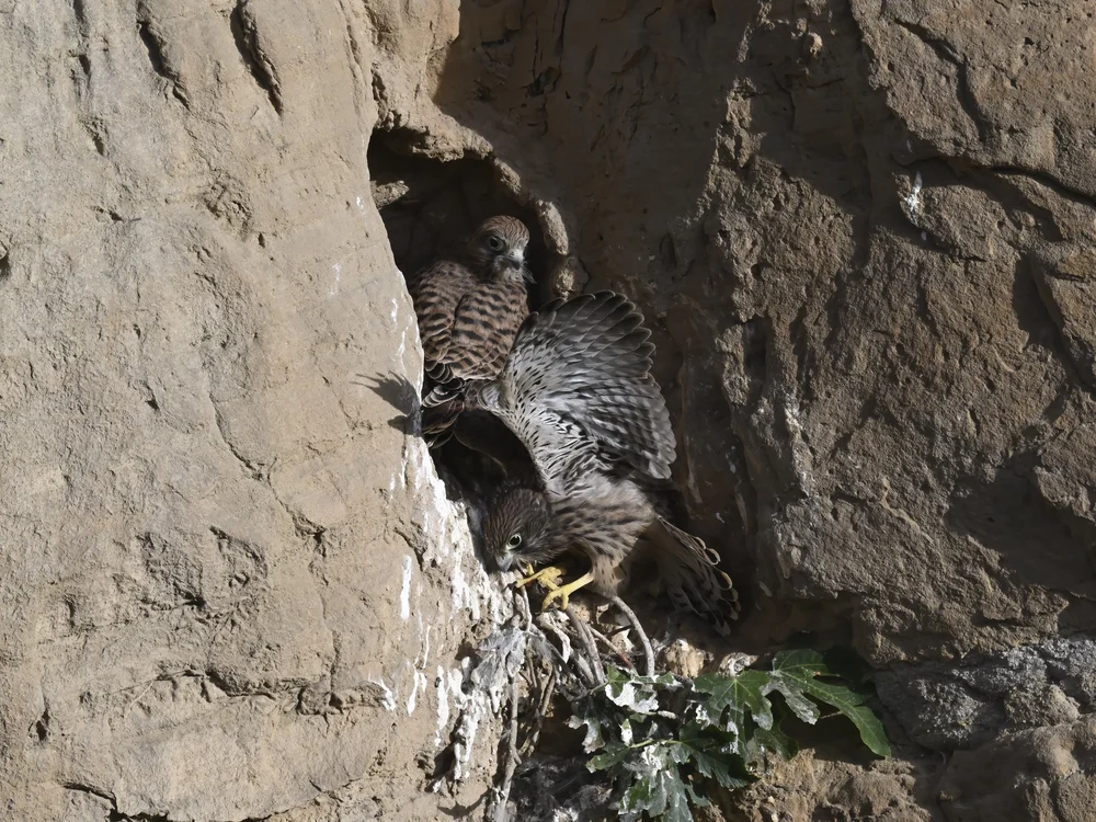 Eurasian Kestrel — best of the story