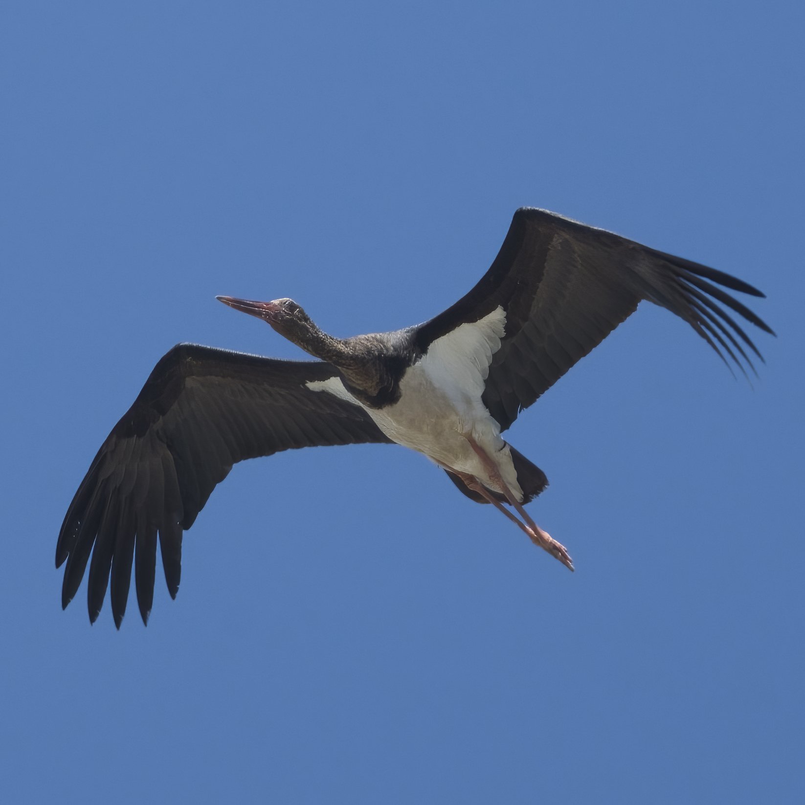Black Stork (Ciconia nigra)