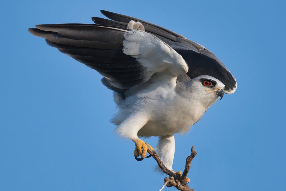 Black-winged Kite (Elanus caeruleus)